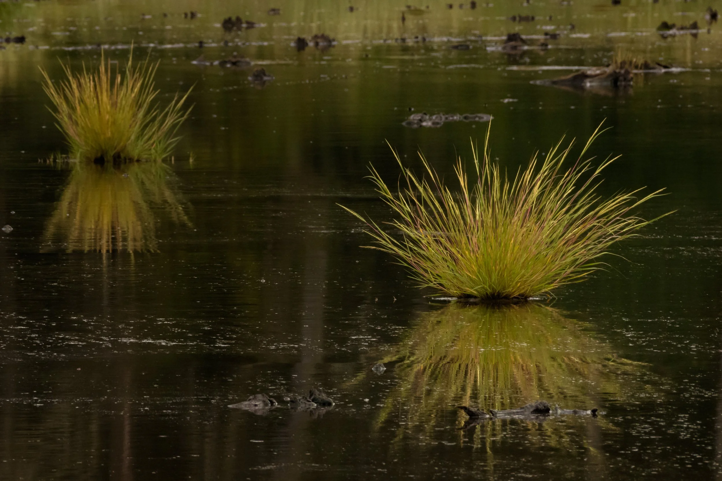 Marsh Grass_DSC1797