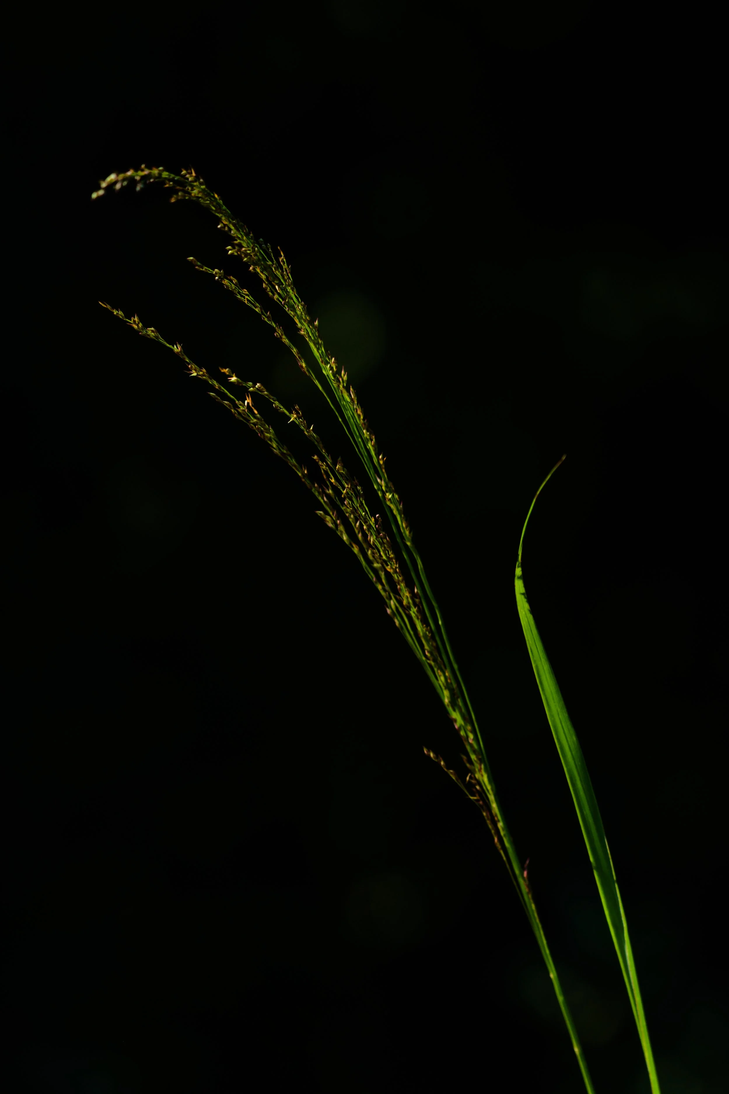 Switchgrass_DSC9919