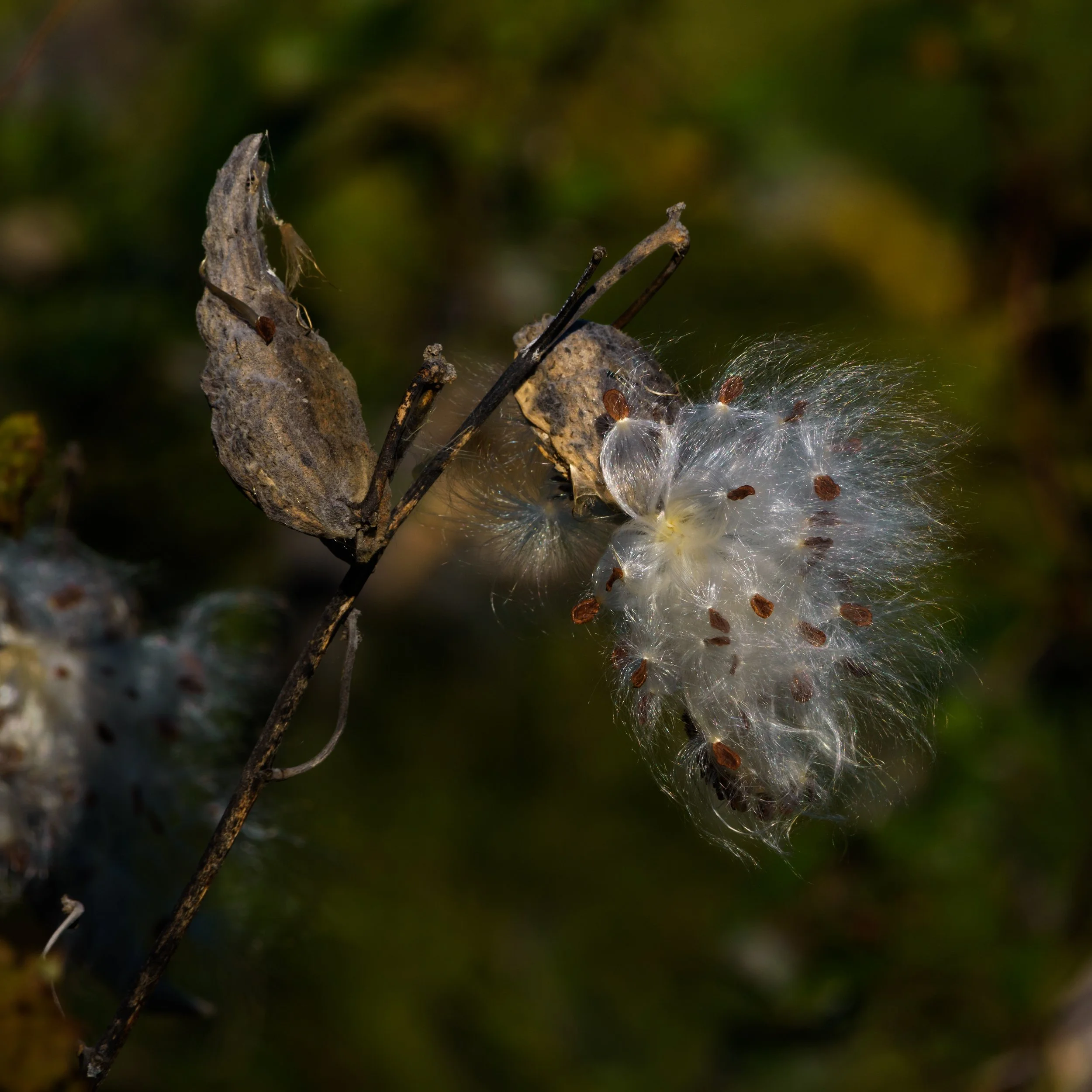 Milk Weed_DSC1876
