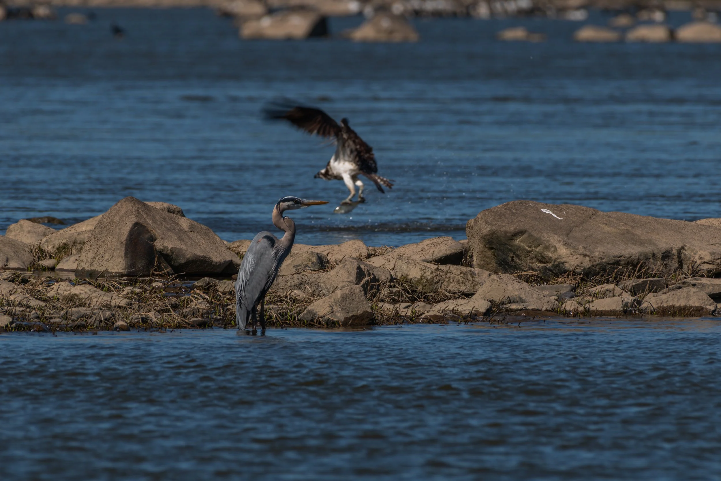 Great Blue Heron with Osprey Photo Bomb_DSC9046