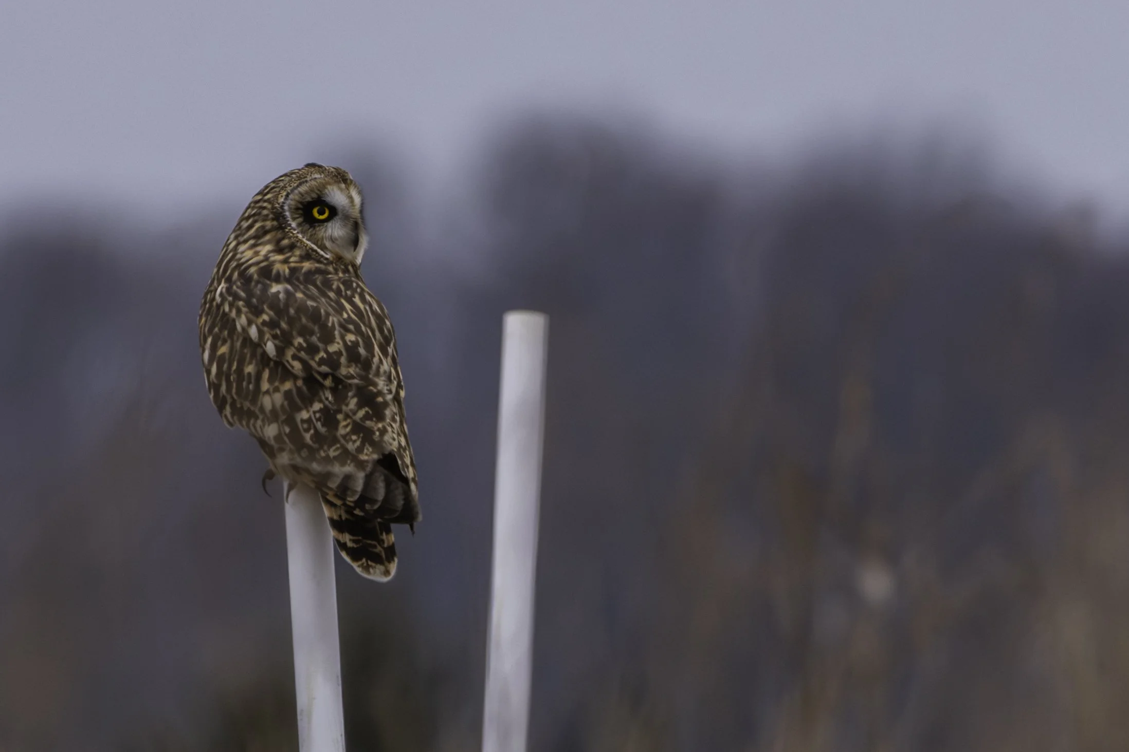 Short Eared Owl_DSC2381