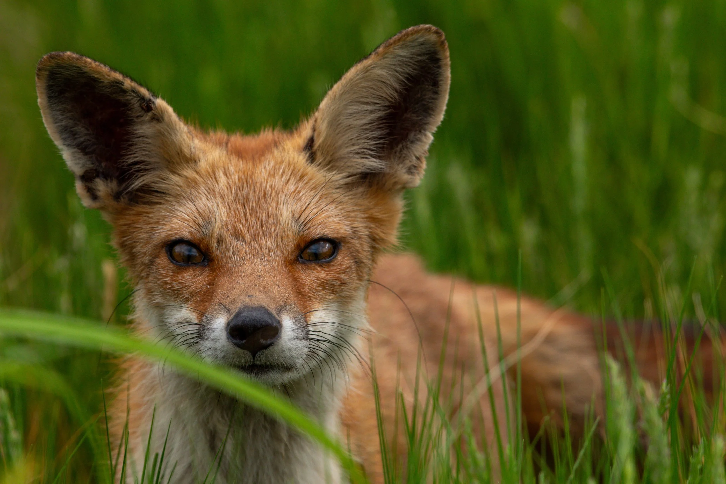 Red Fox_DSC1187