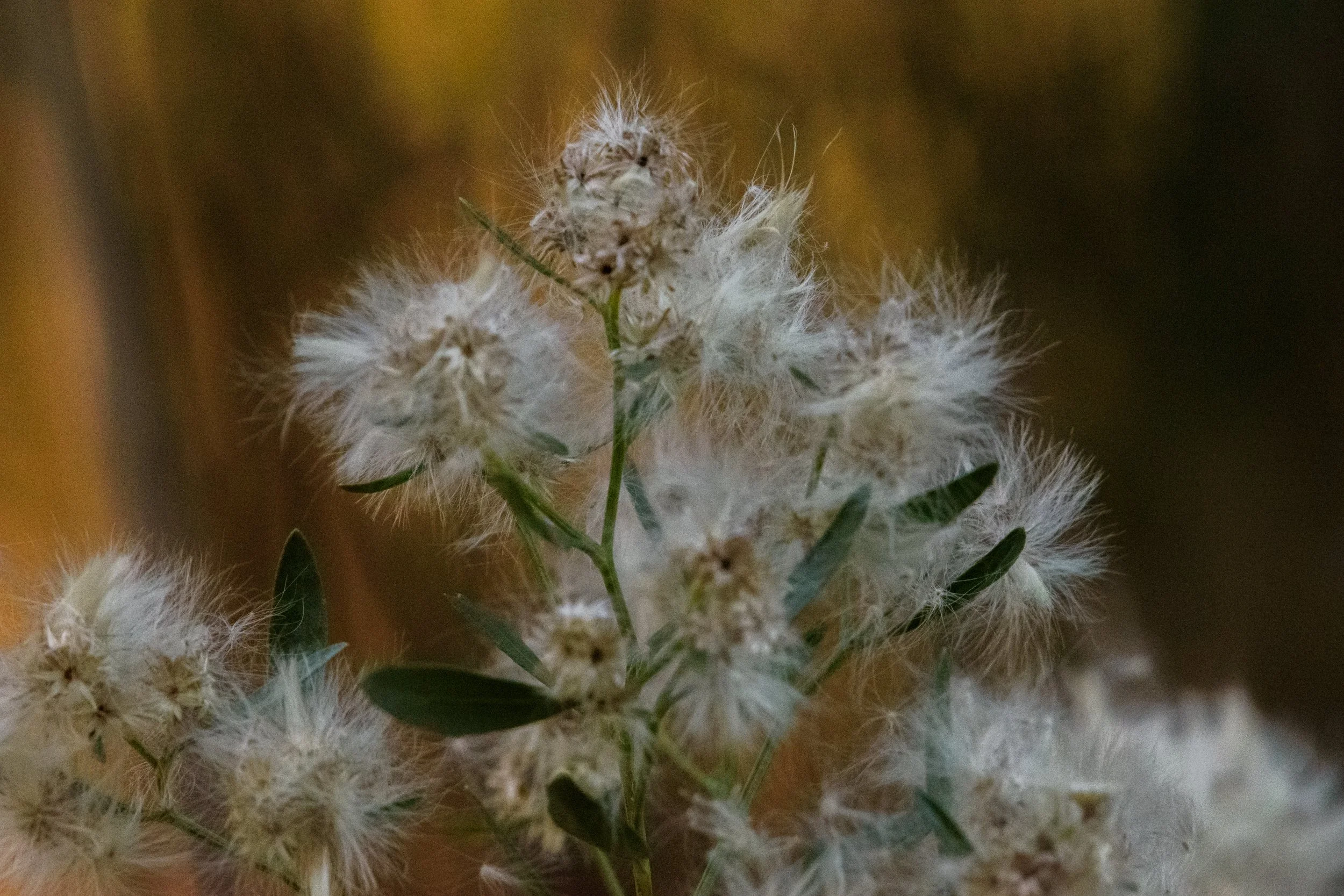 Groundsel_DSC1878