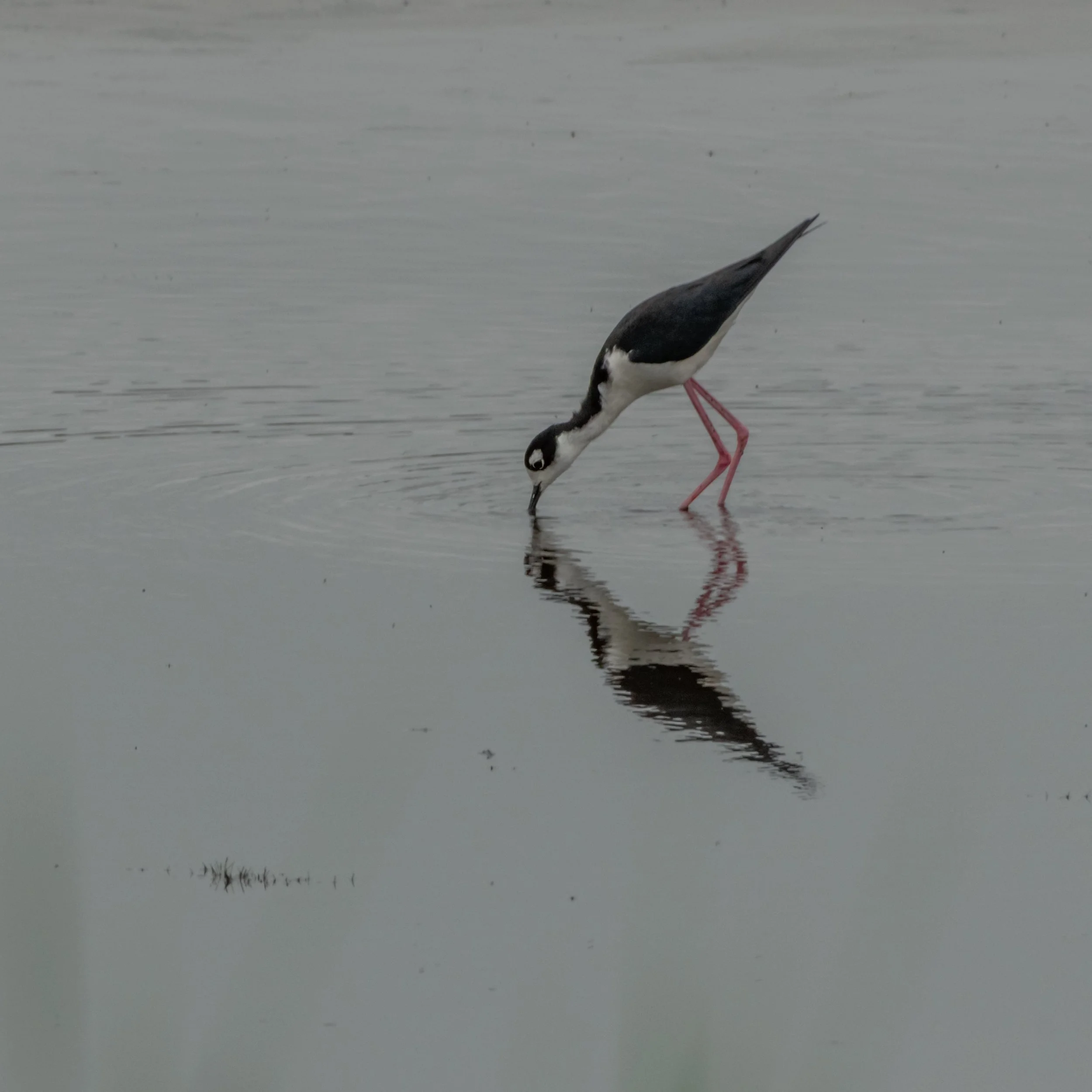 Black Necked Stilt_DSC9513