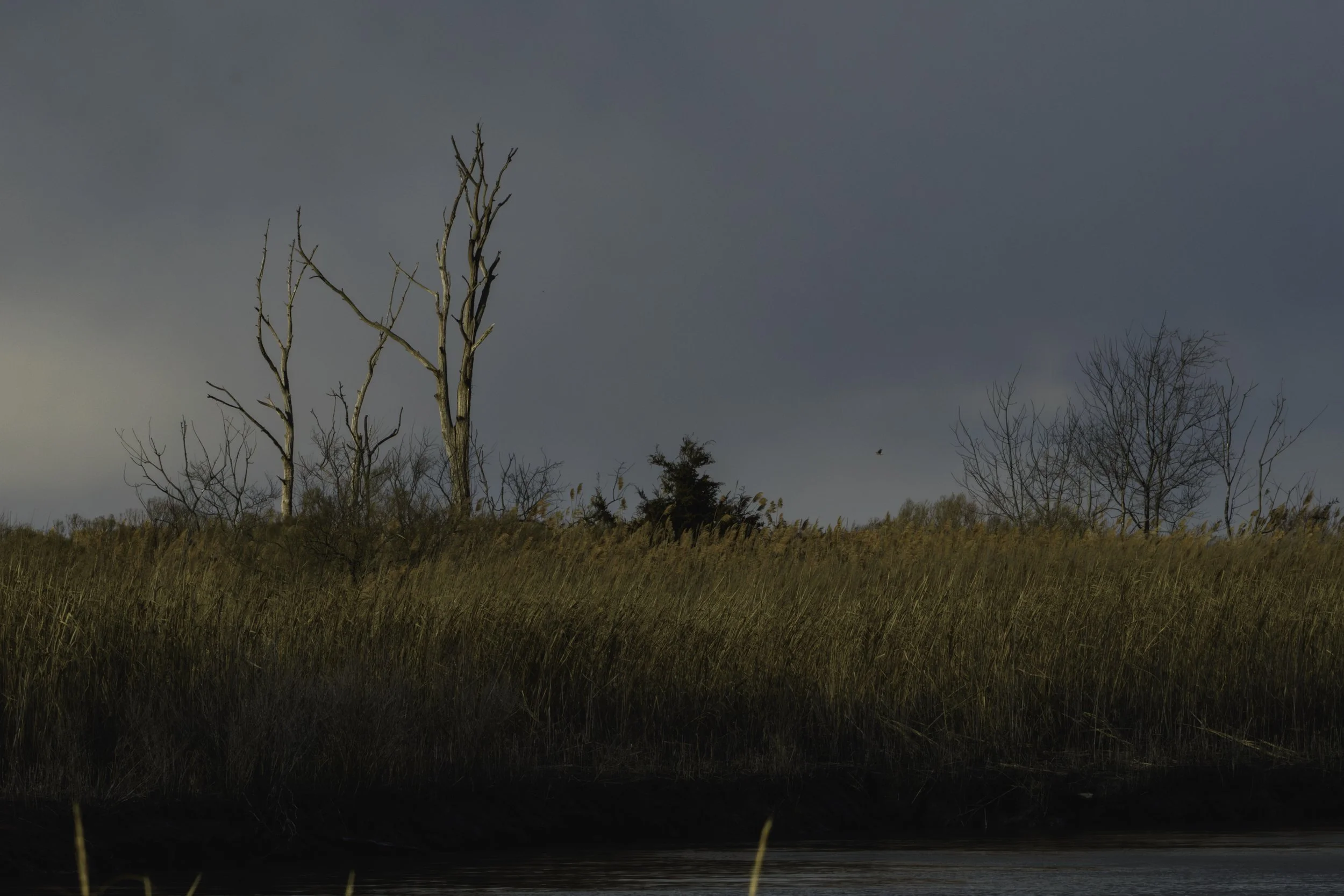 Marsh at Bombay Hook_DSC2828