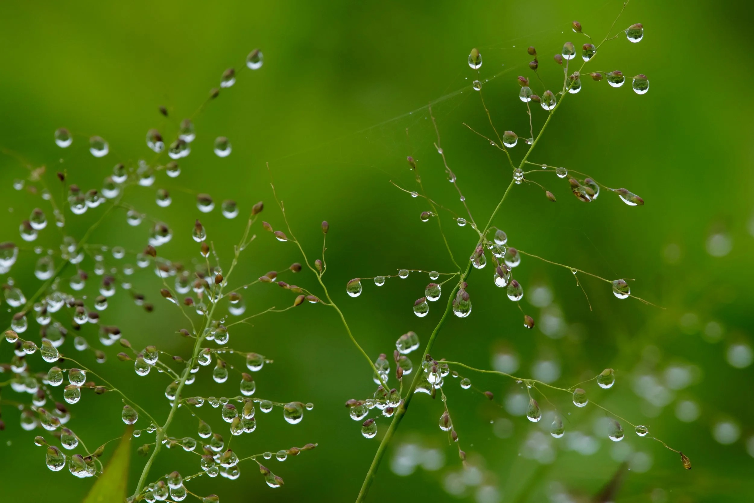 Droplets_DSC9332