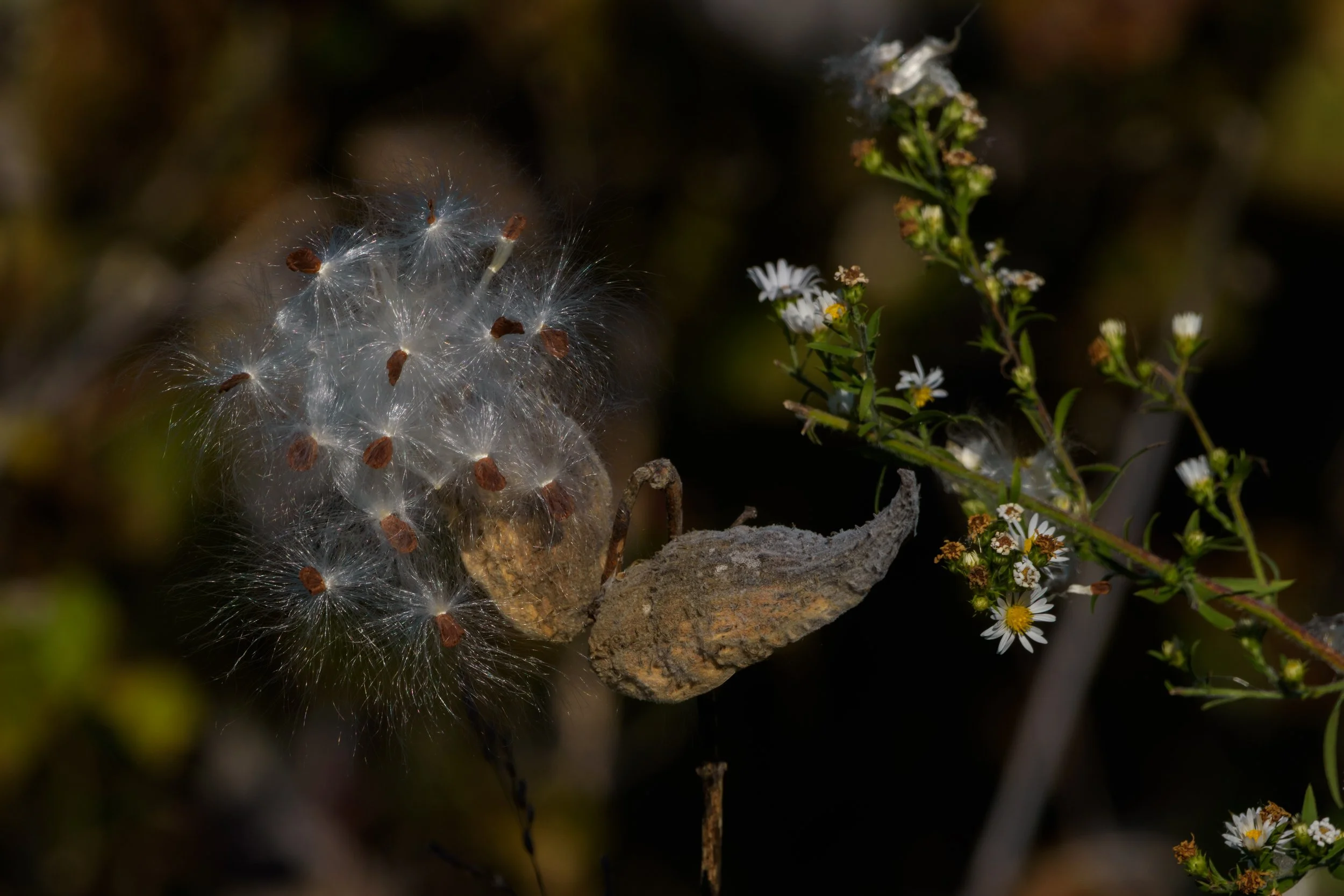 Milk Weed_DSC1875