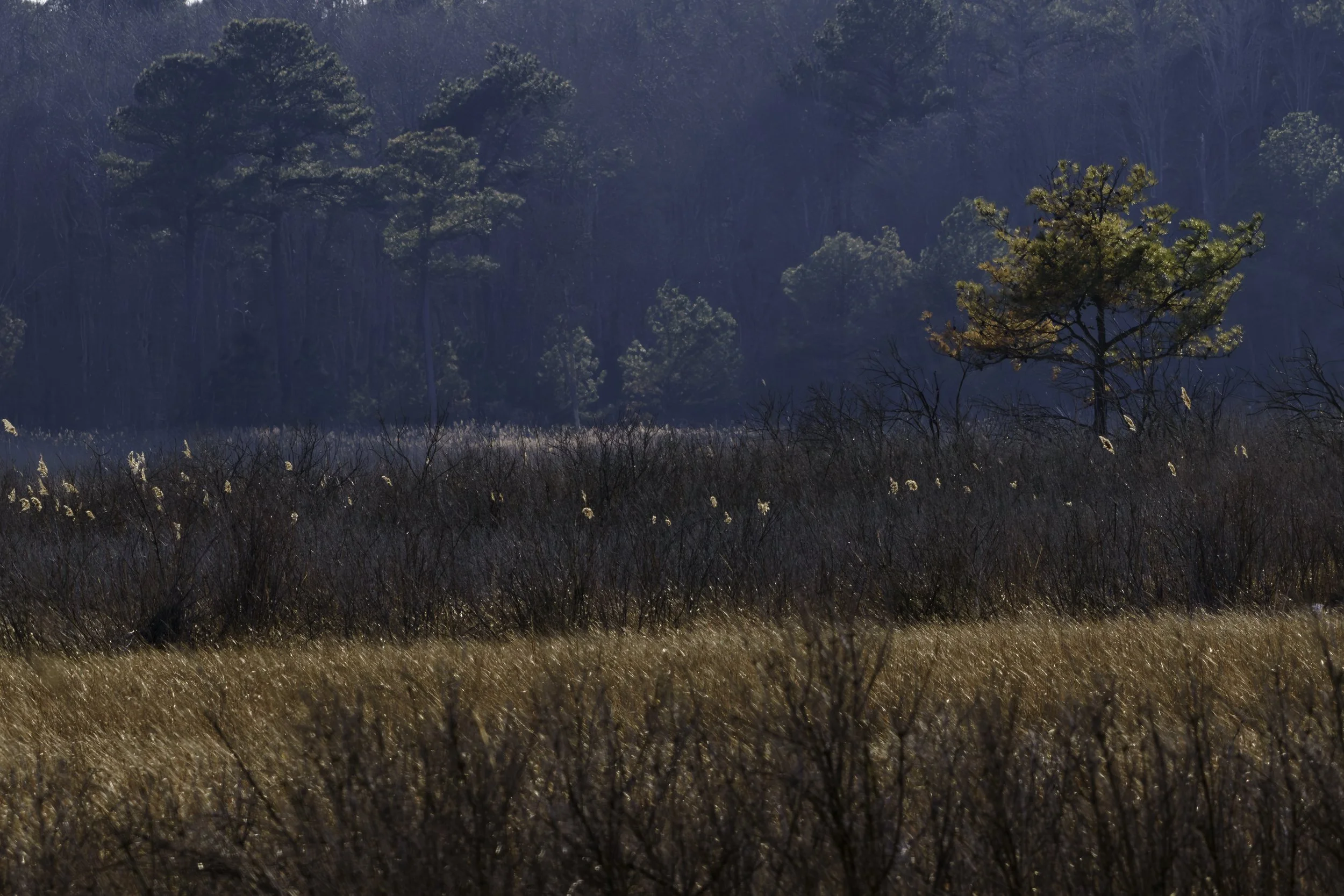 Big Stone Marsh_DSC3254