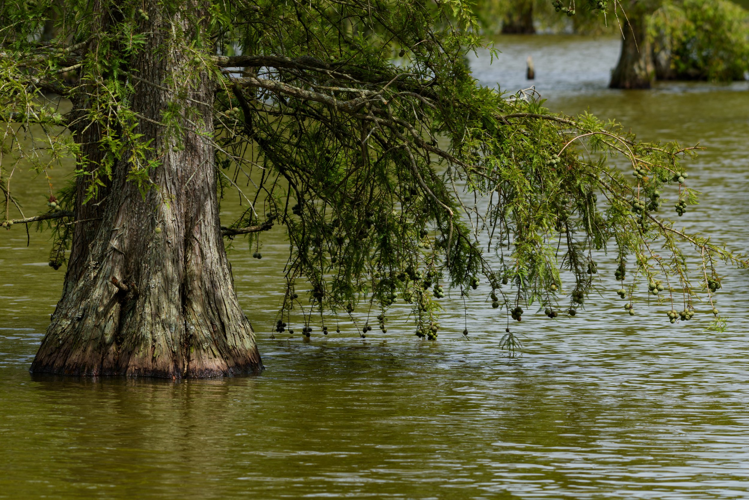 Cypress Tree_DSC1243