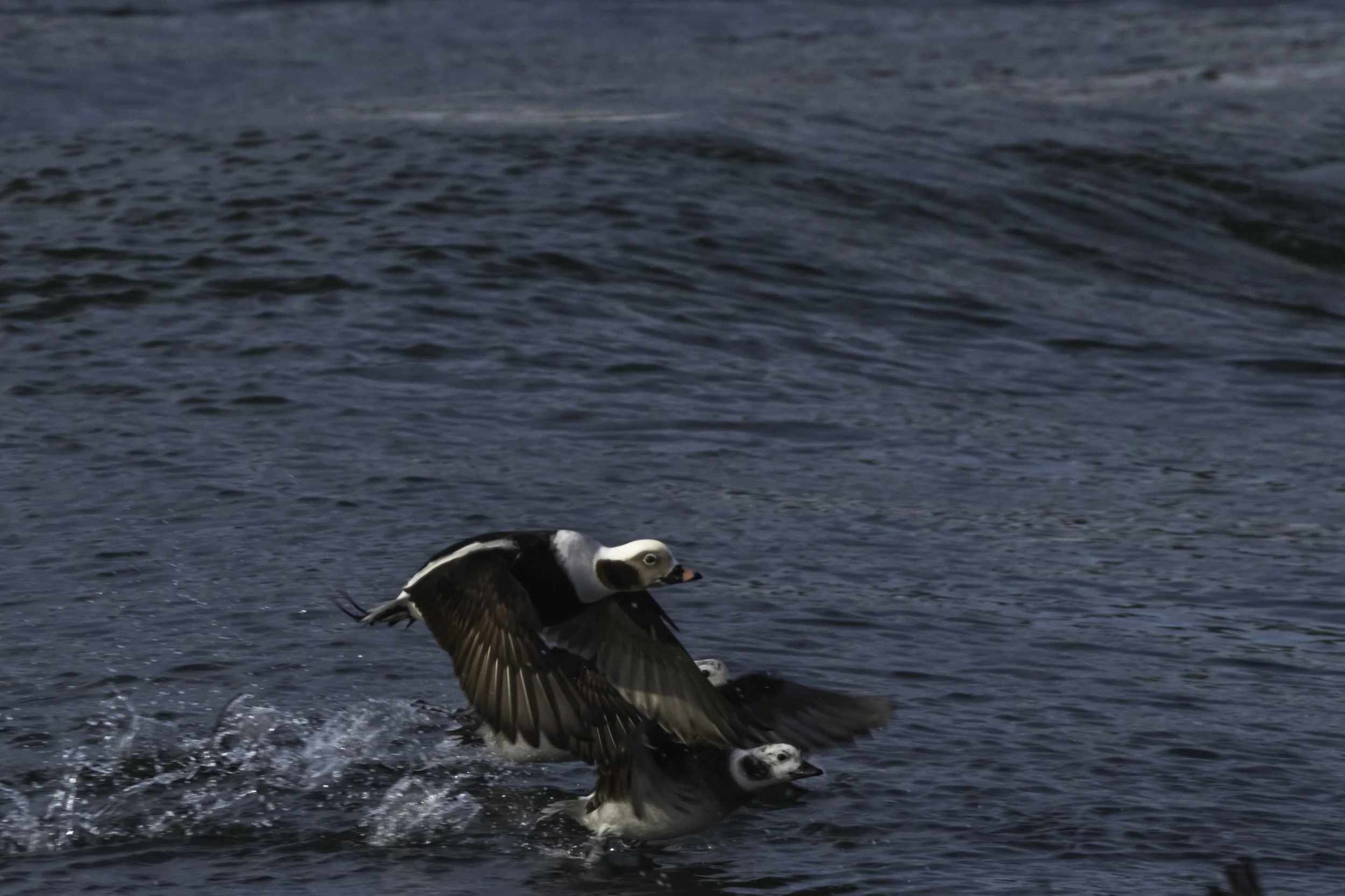 Long Tailed Duck_DSC2540