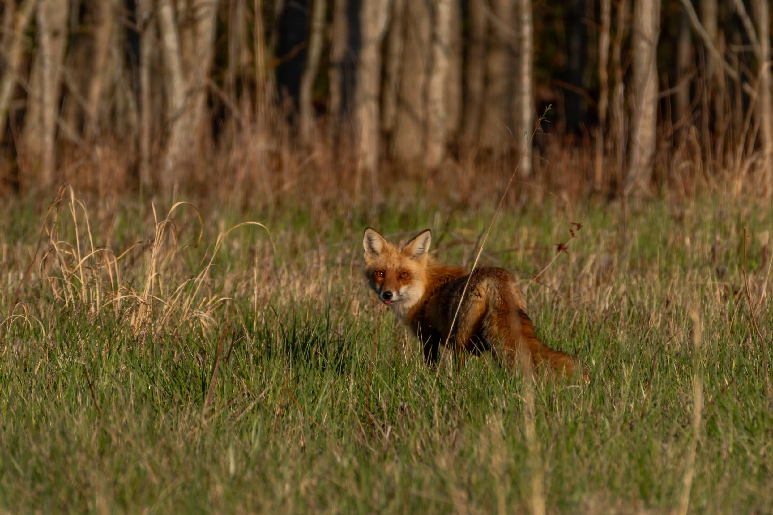 Red Fox_DSC8975
