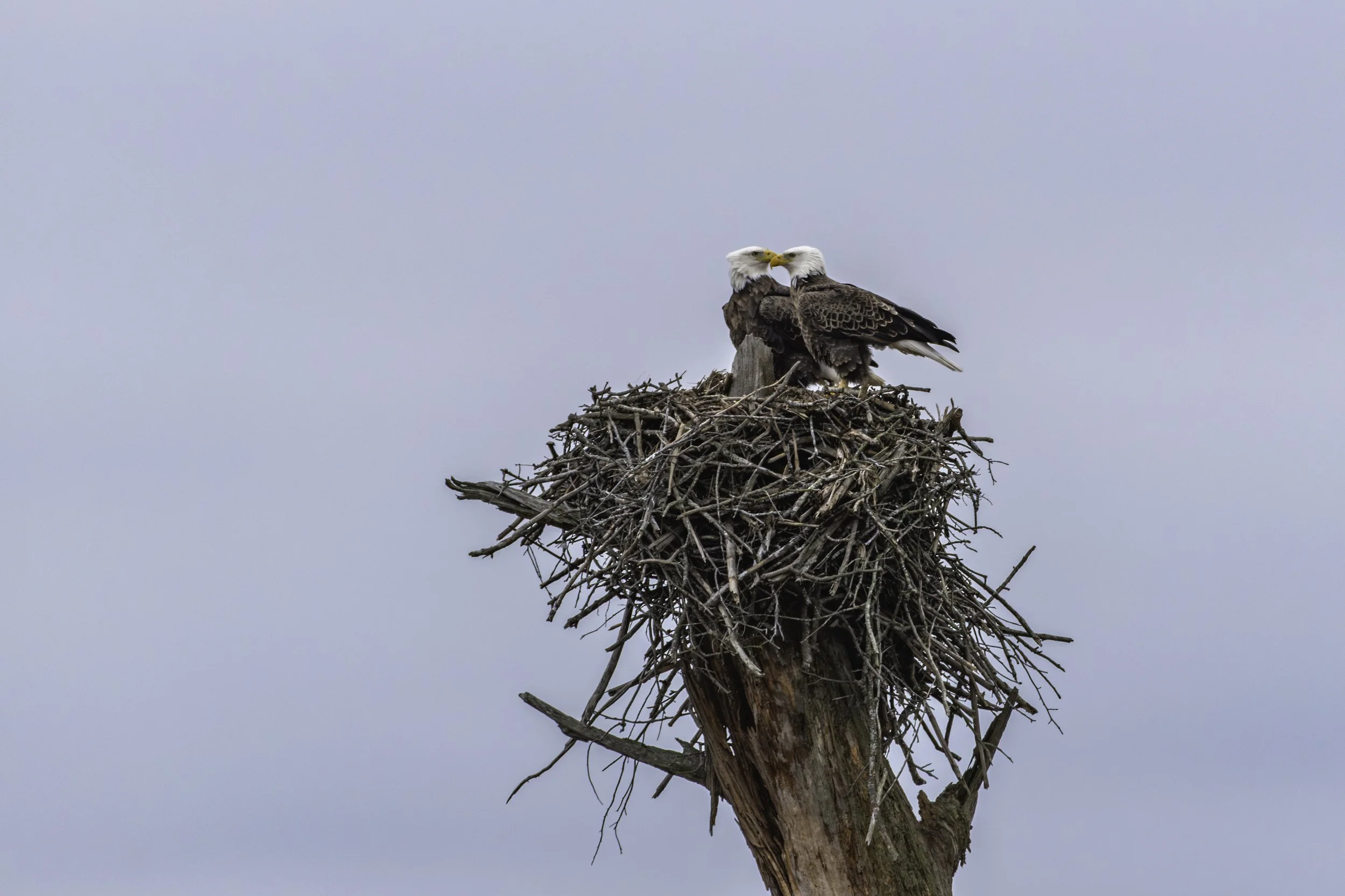 Eagles_DSC2435