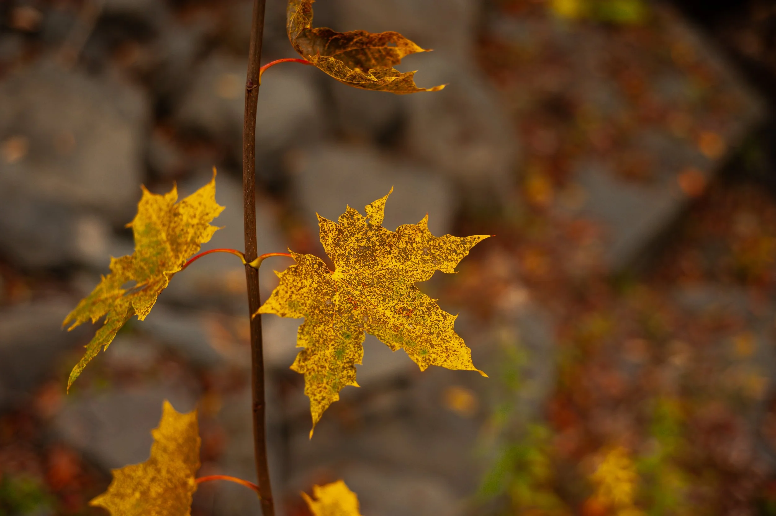 Autumn_DSC0106