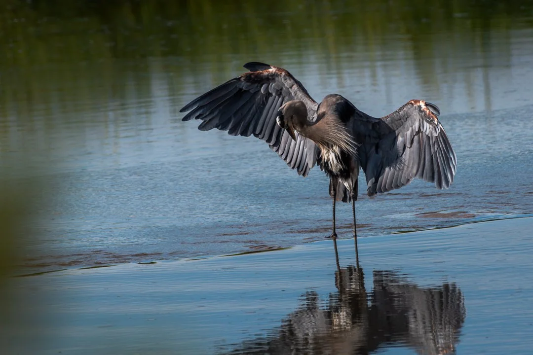 "What about My Knees?" - Skinny legs-_dsc4224
