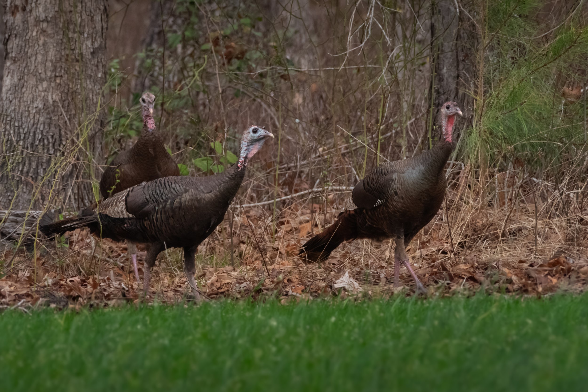 Wild Turkey_DSC8231