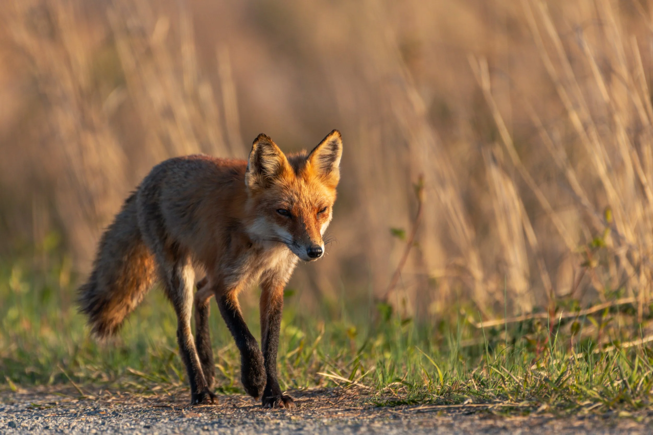 Red Fox_DSC8982