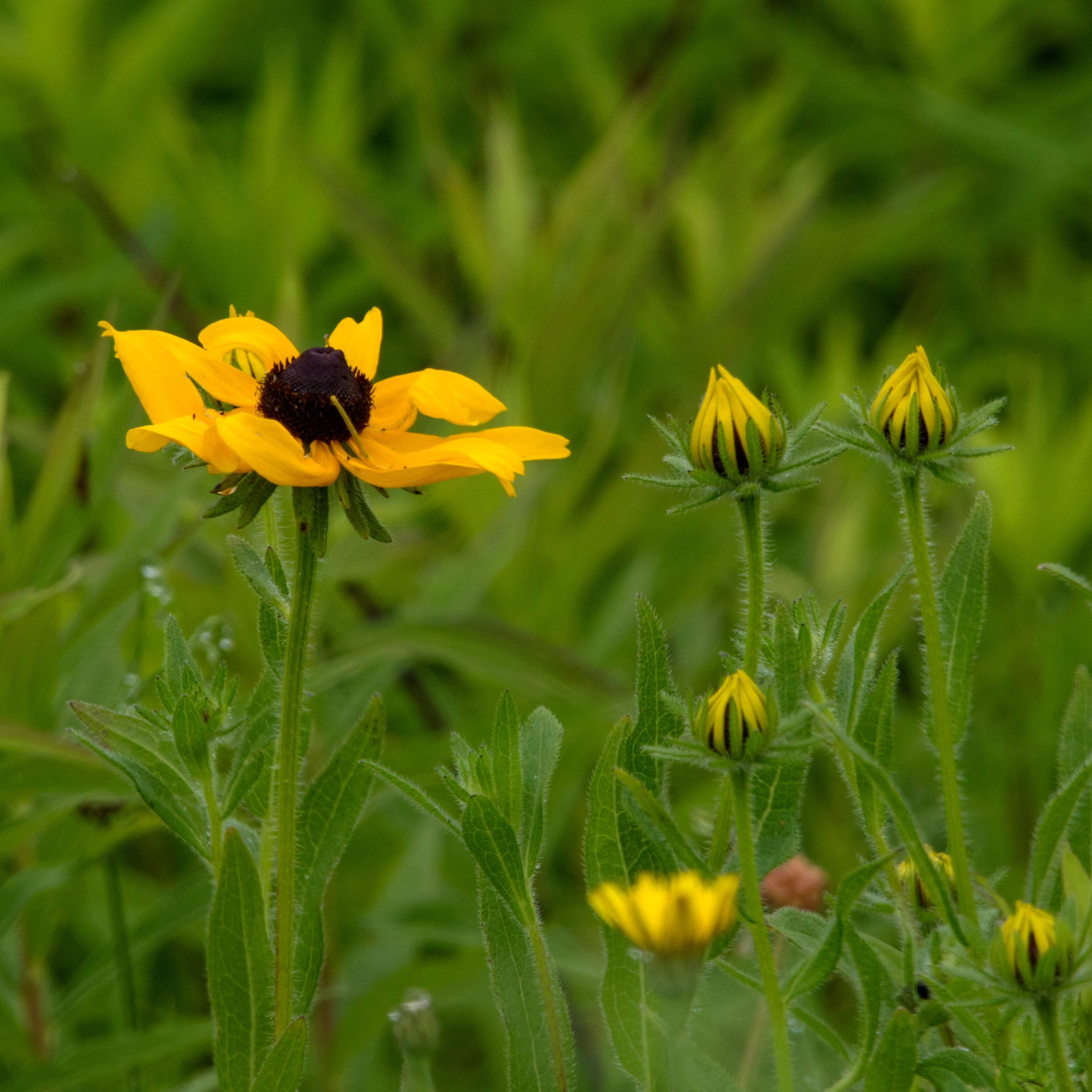 Black Eyed Susan_DSC9441