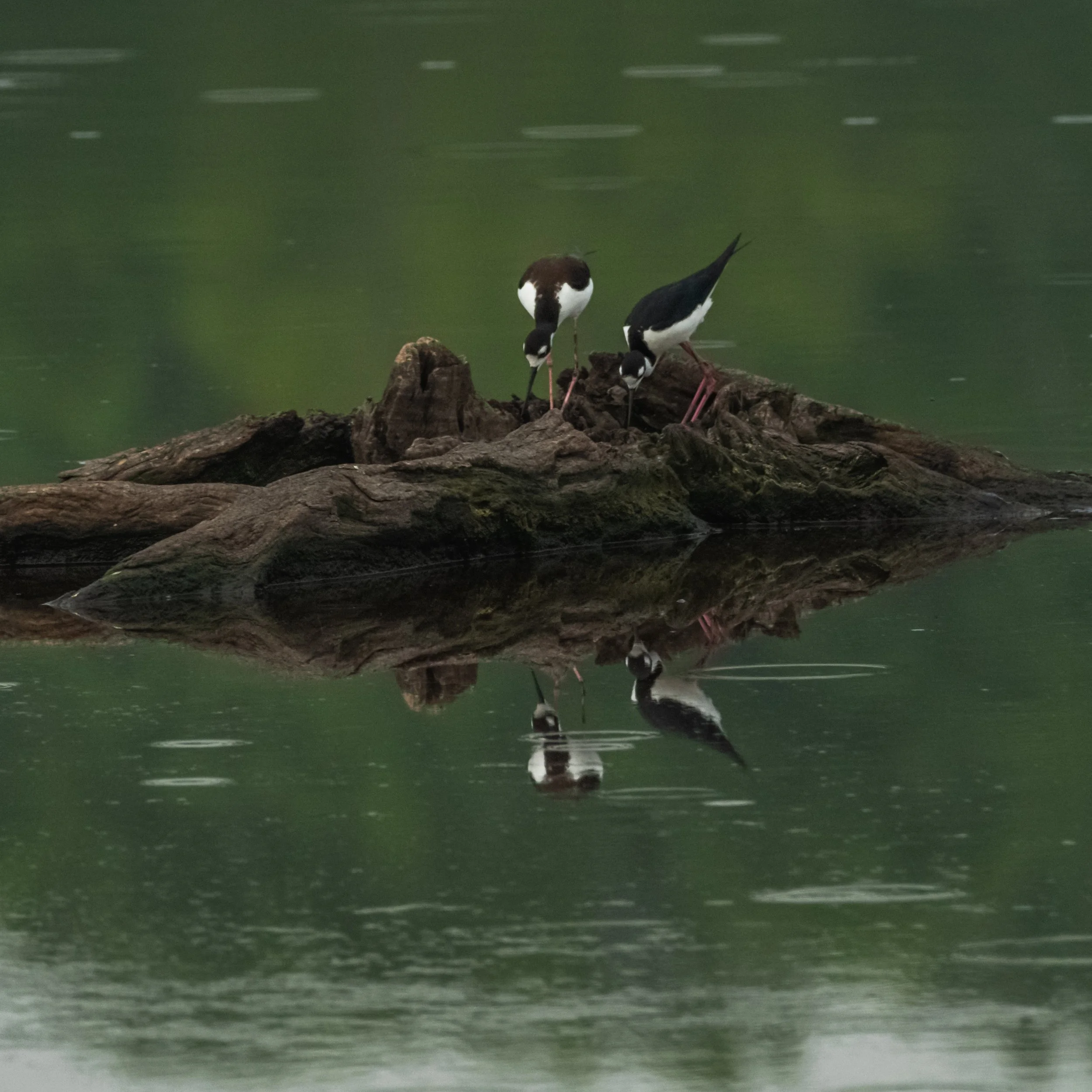 Black Necked Stilts_DSC9642