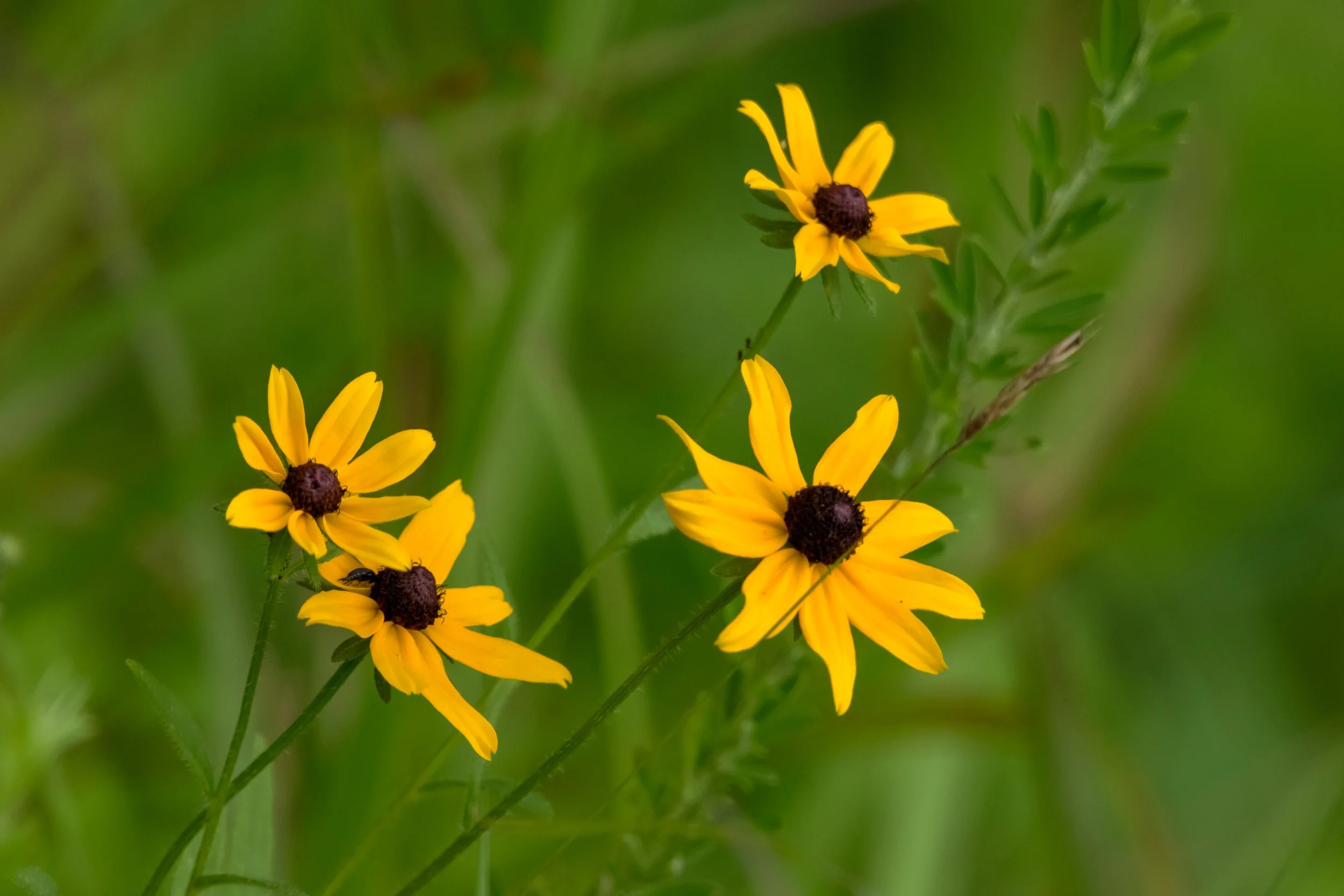 Black Eyed Susan_DSC9568