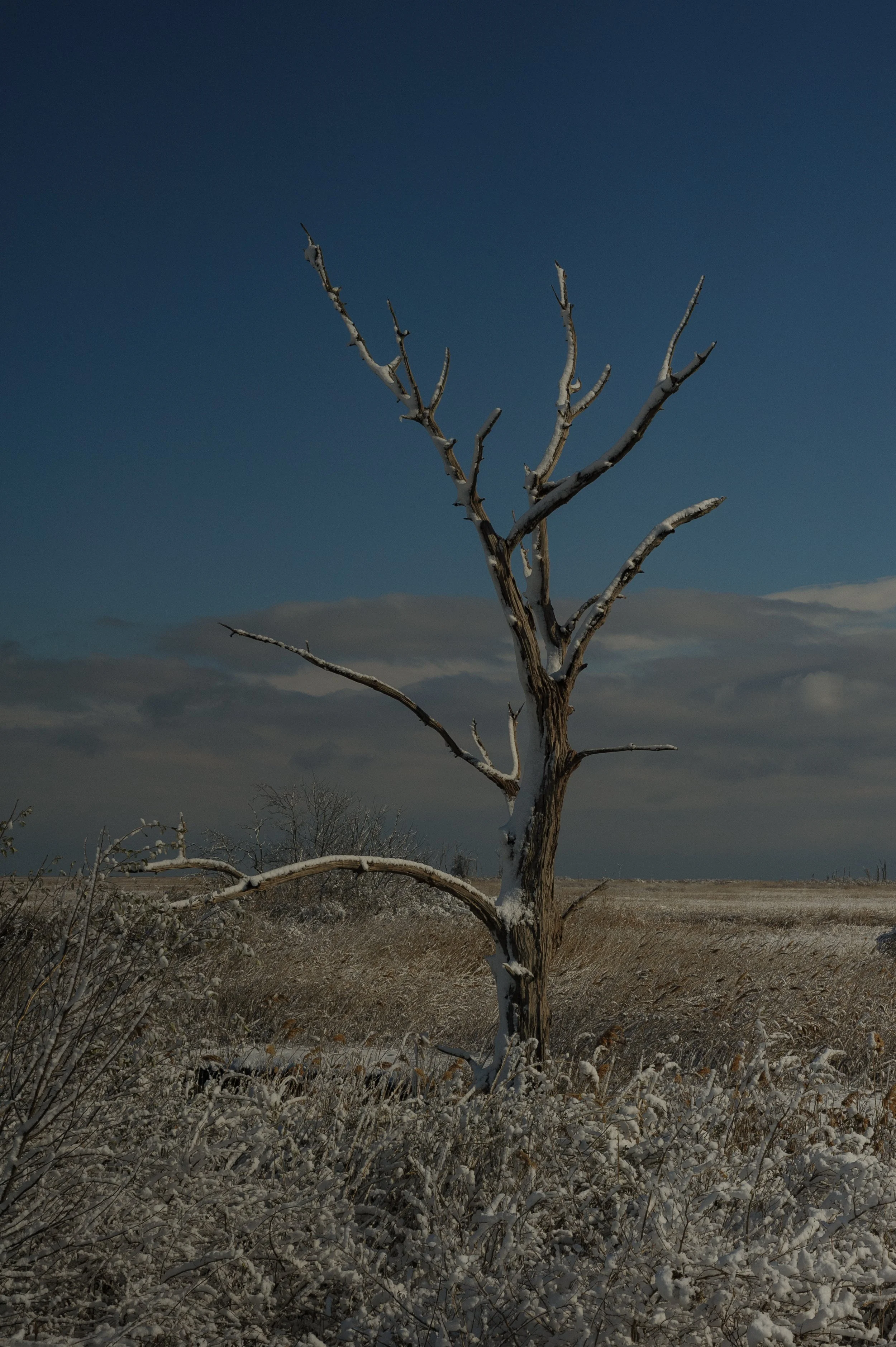 Winter at Bombay Hook_DSC0338