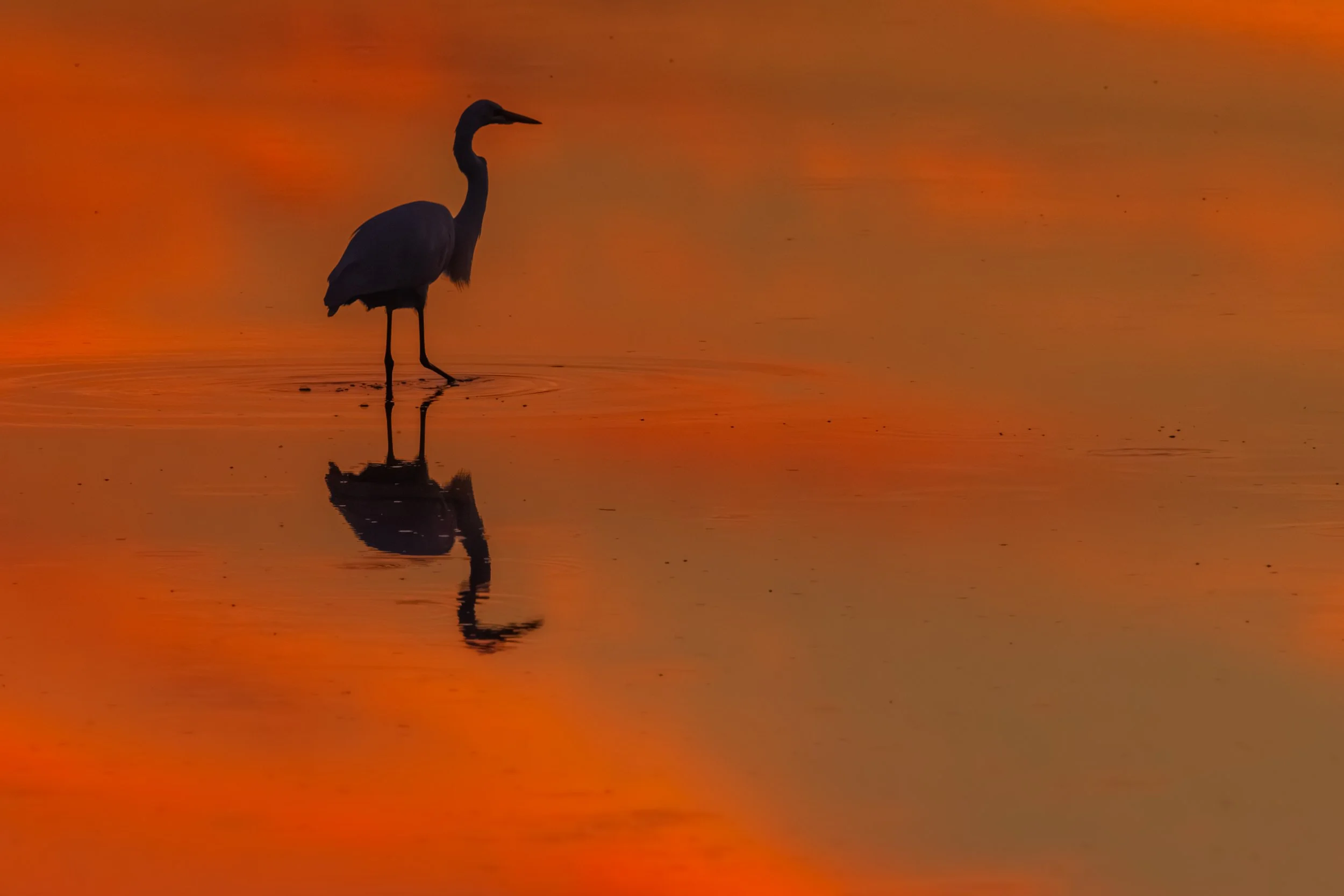 Great Blue at Sunset_DSC1871