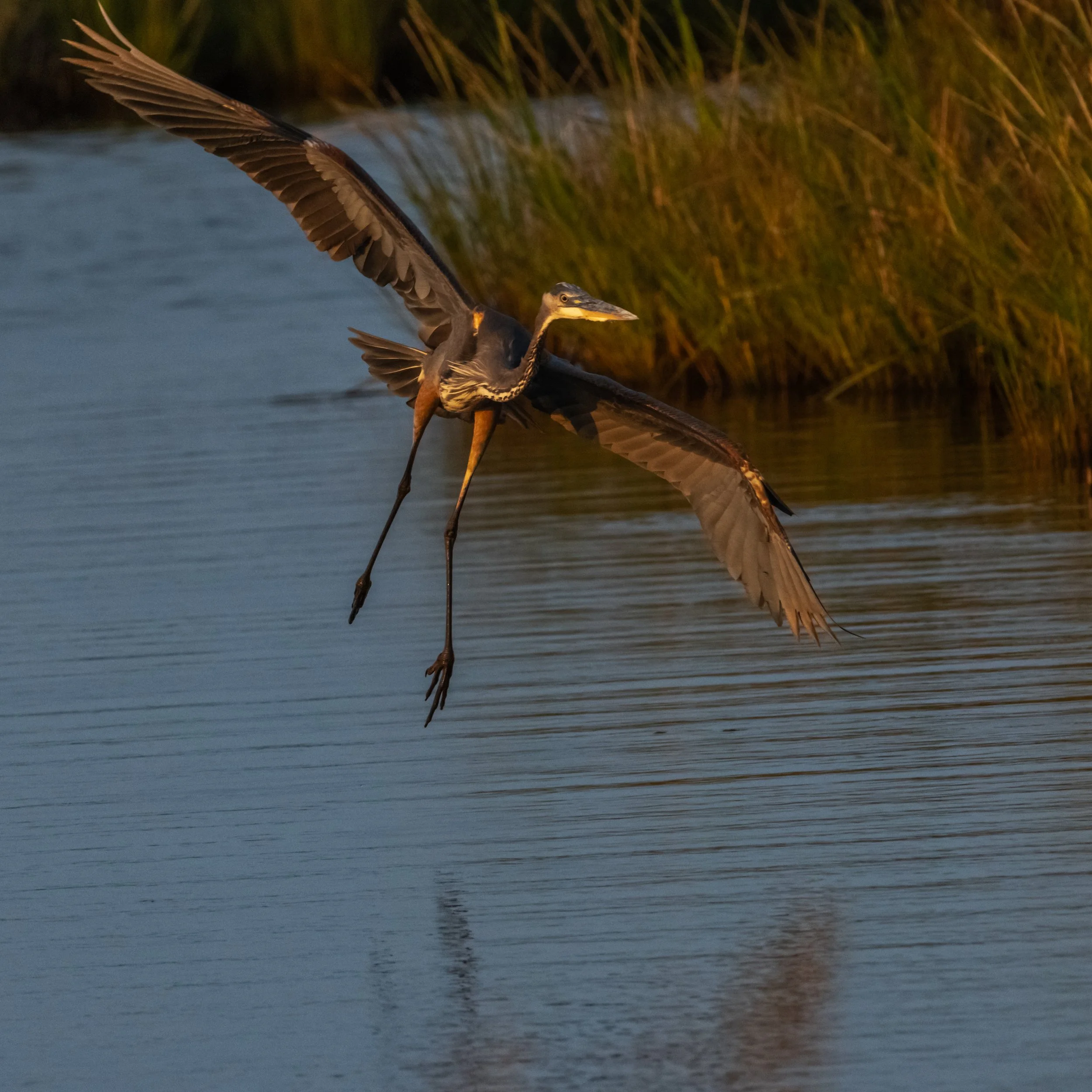 Great Blue Heron_DSC1715