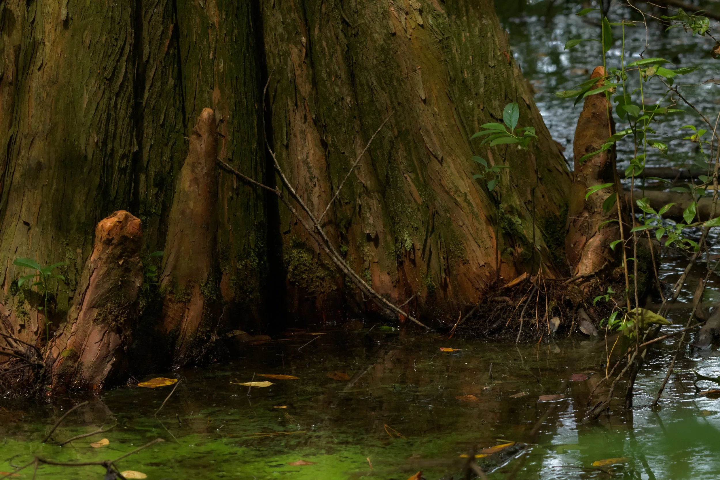 Cypress Knees_DSC1251