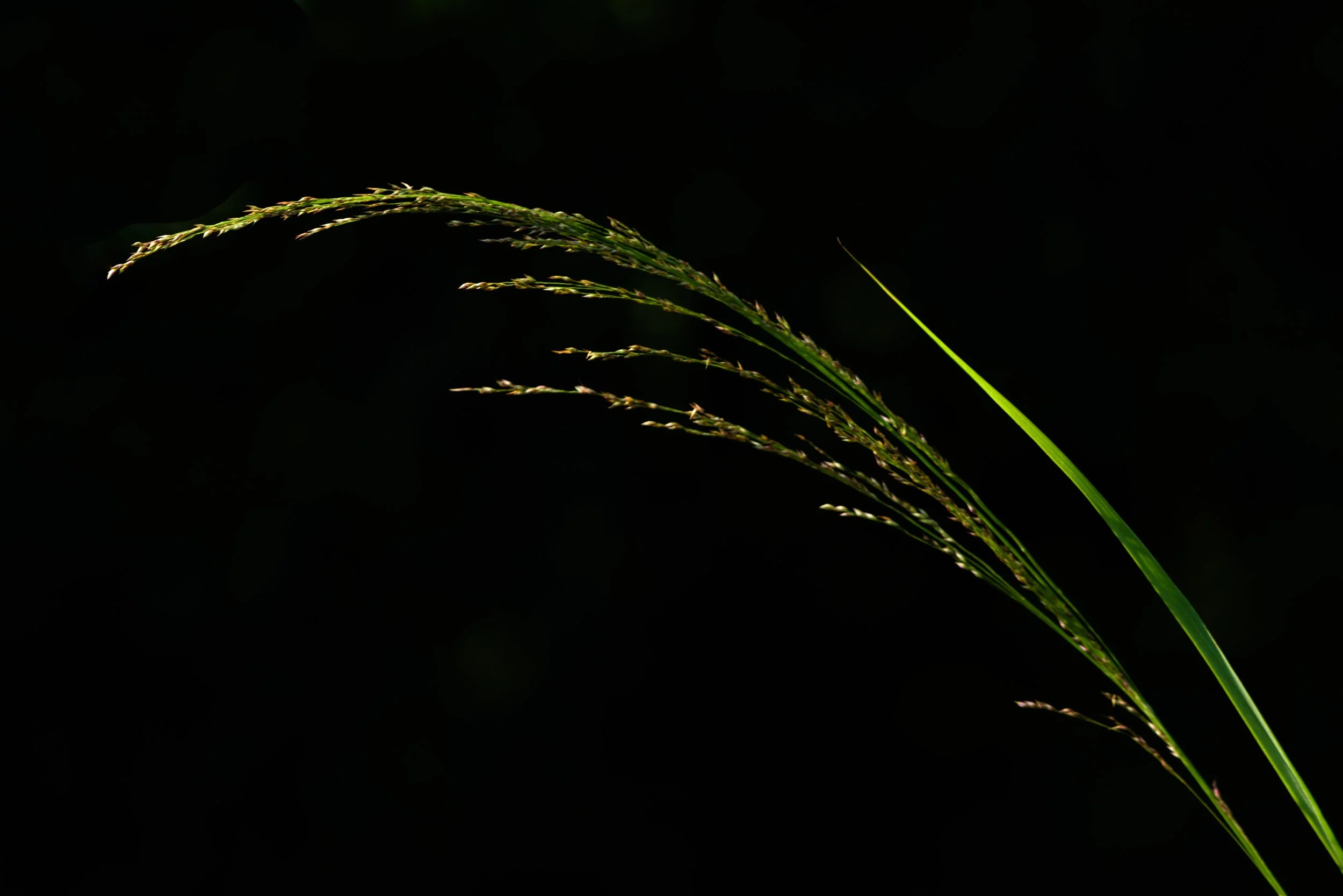 Switchgrass_DSC9922