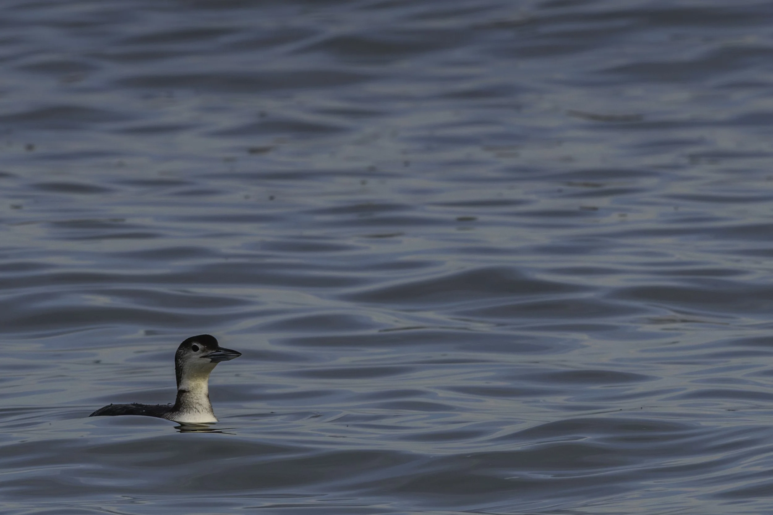Common Loon_DSC2673