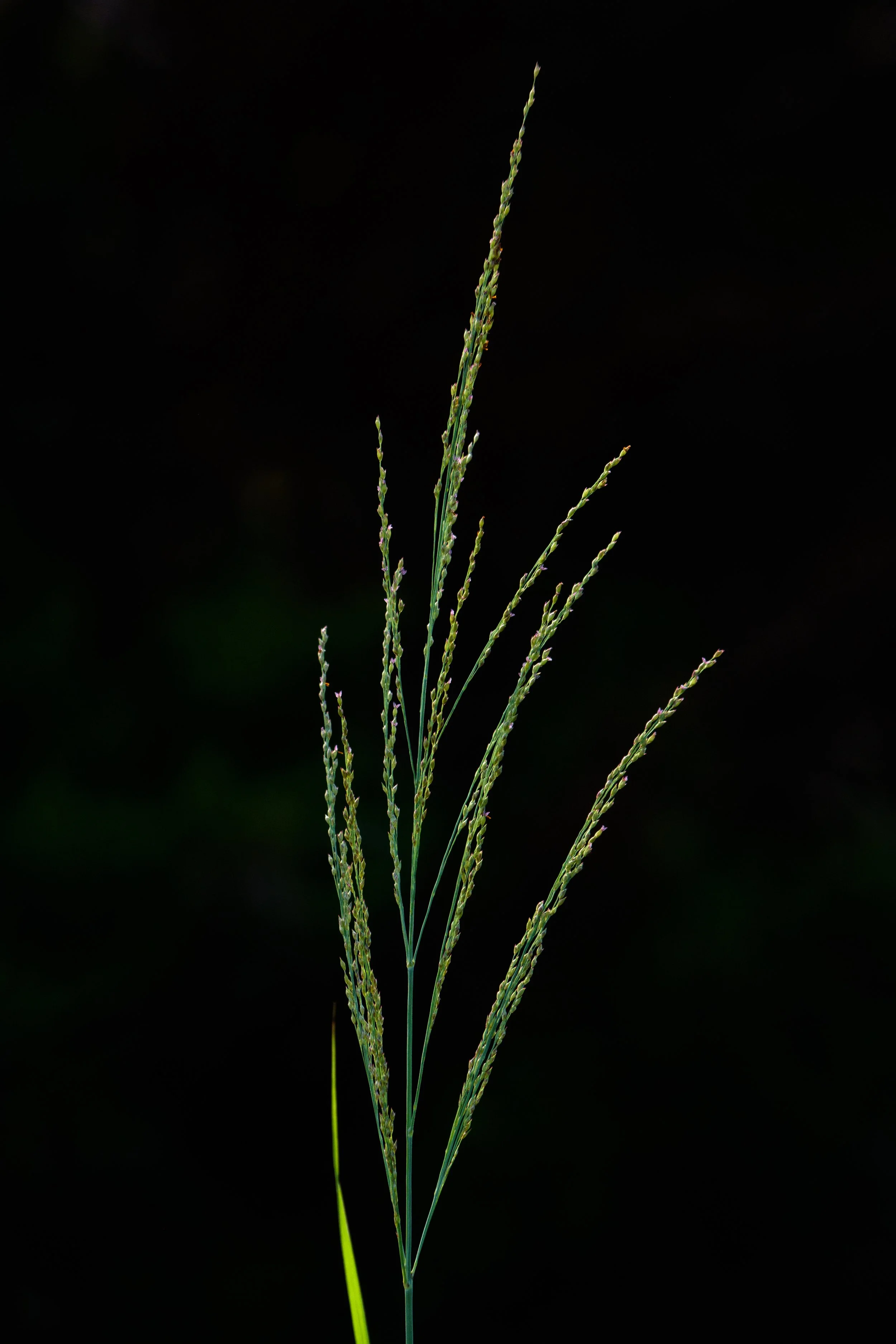 Switchgrass_DSC9930