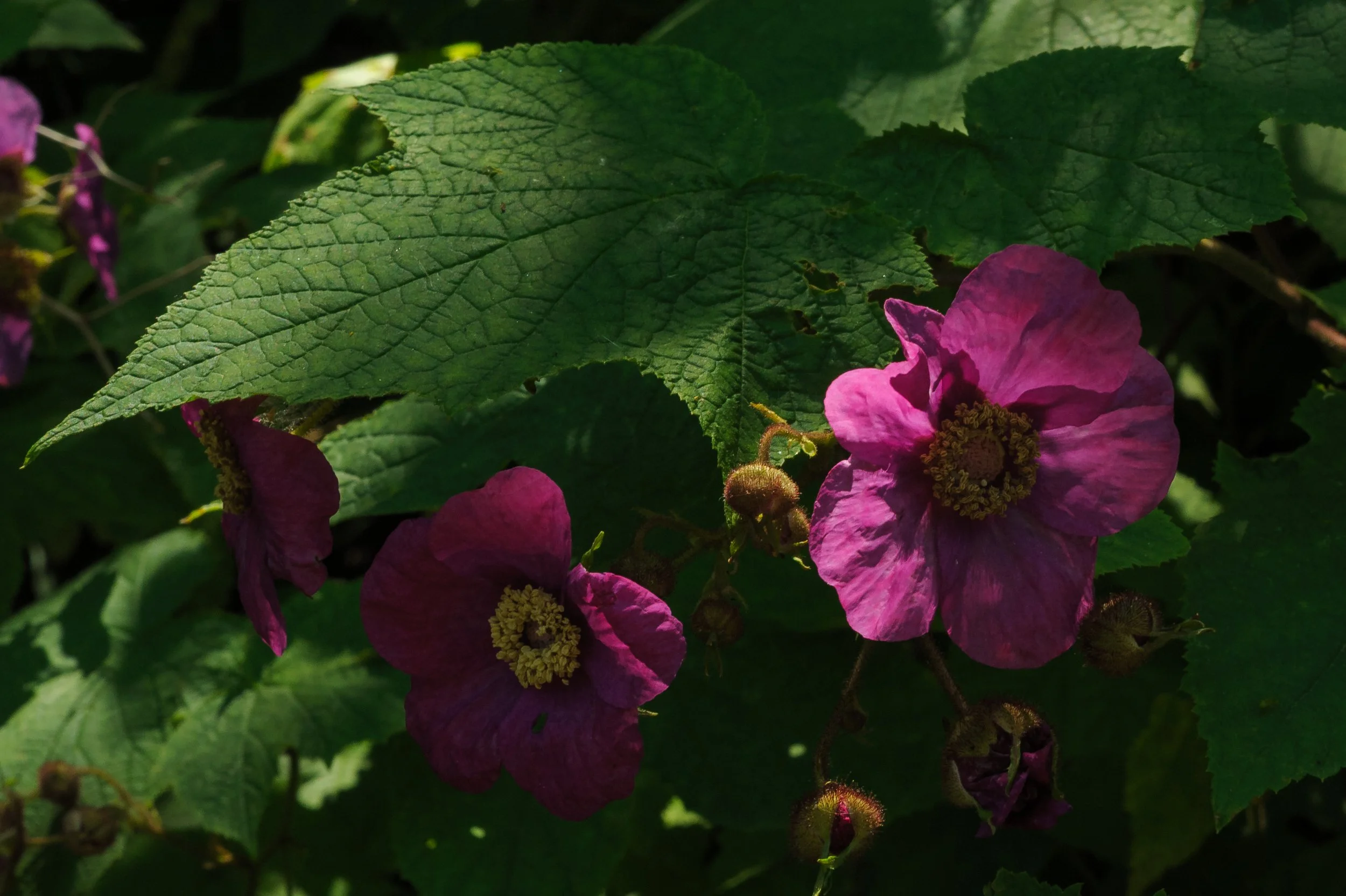 Purple Flowering Raspberry_DSC9817