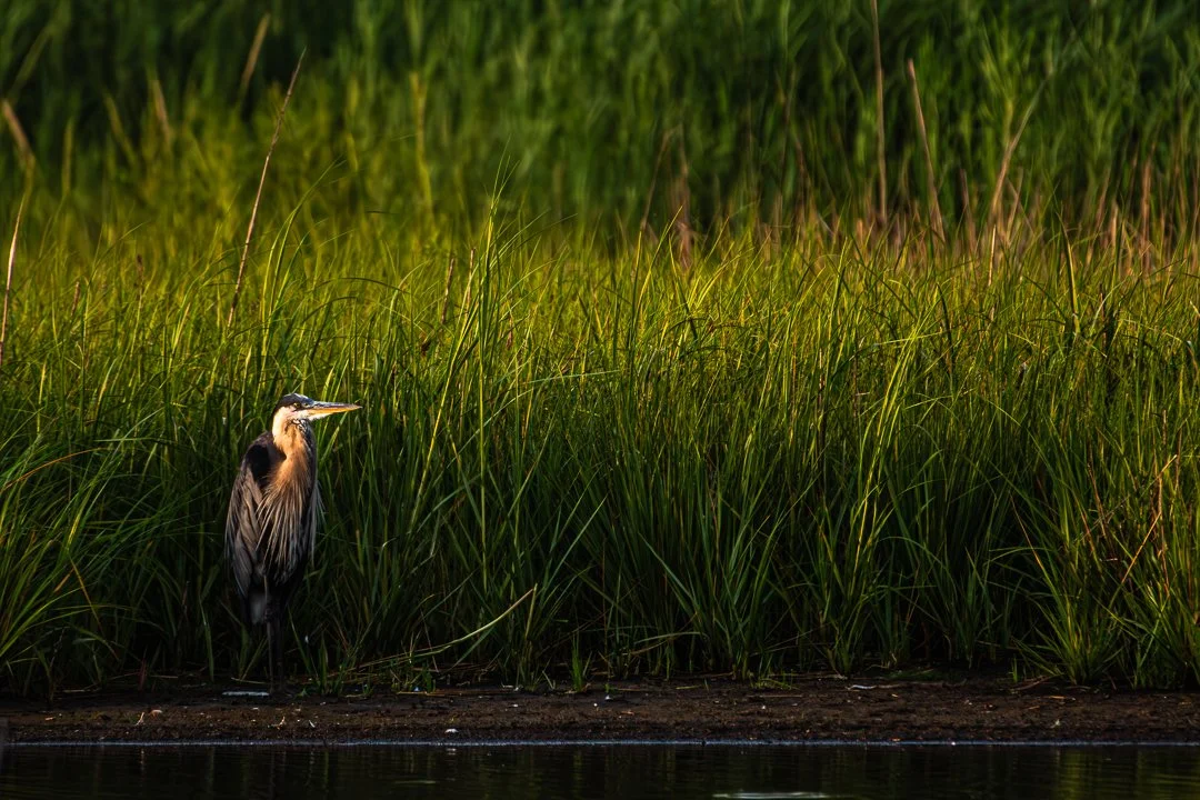 Blue Heron - Tucked In_dsc3853