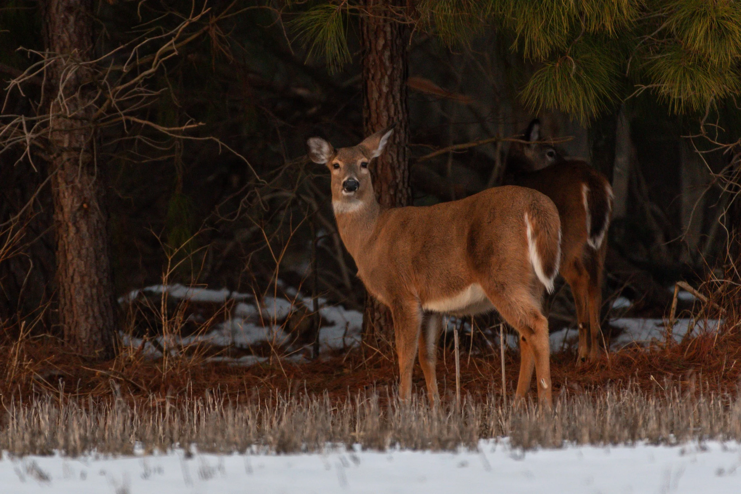Whitetail Deer_DSC7202