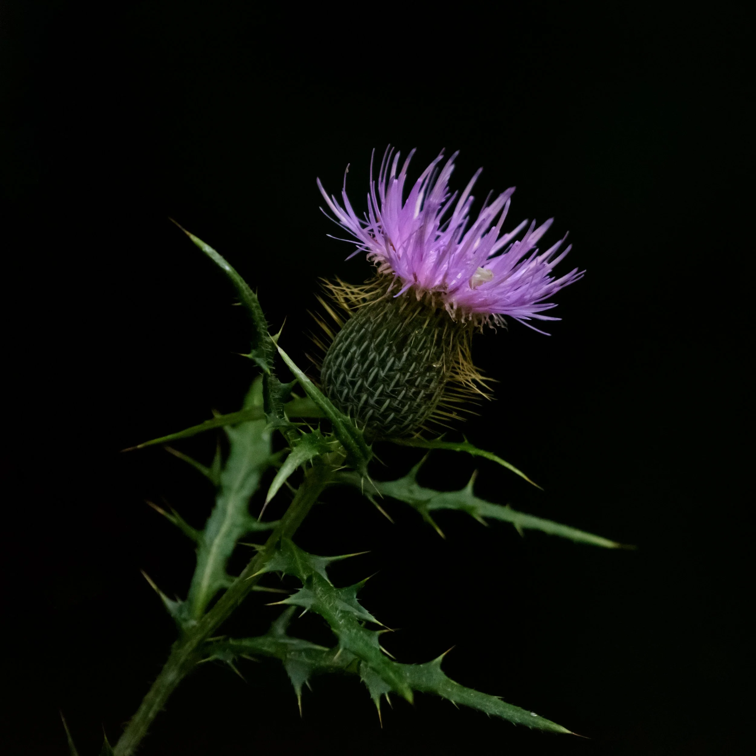 Thistle_DSC1805