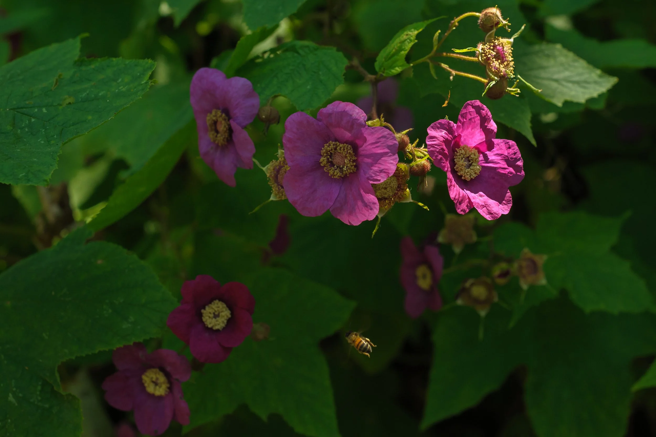 Purple Flowering Raspberry_DSC9834