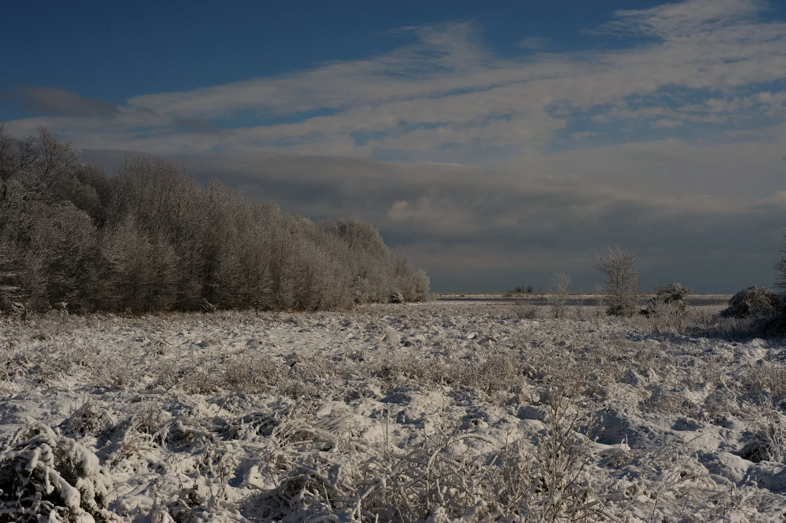 Winter at Bombay Hook_DSC0332