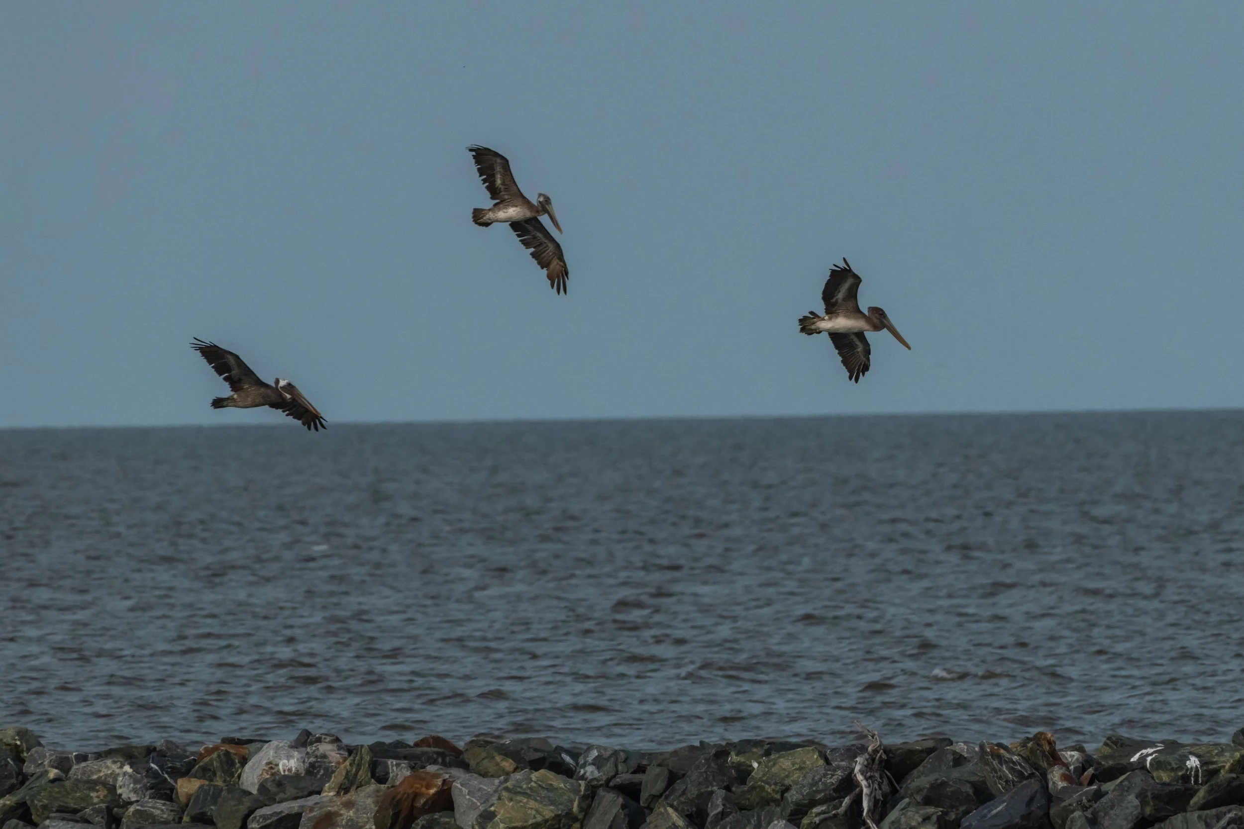 Brown Pelican_DSC1563