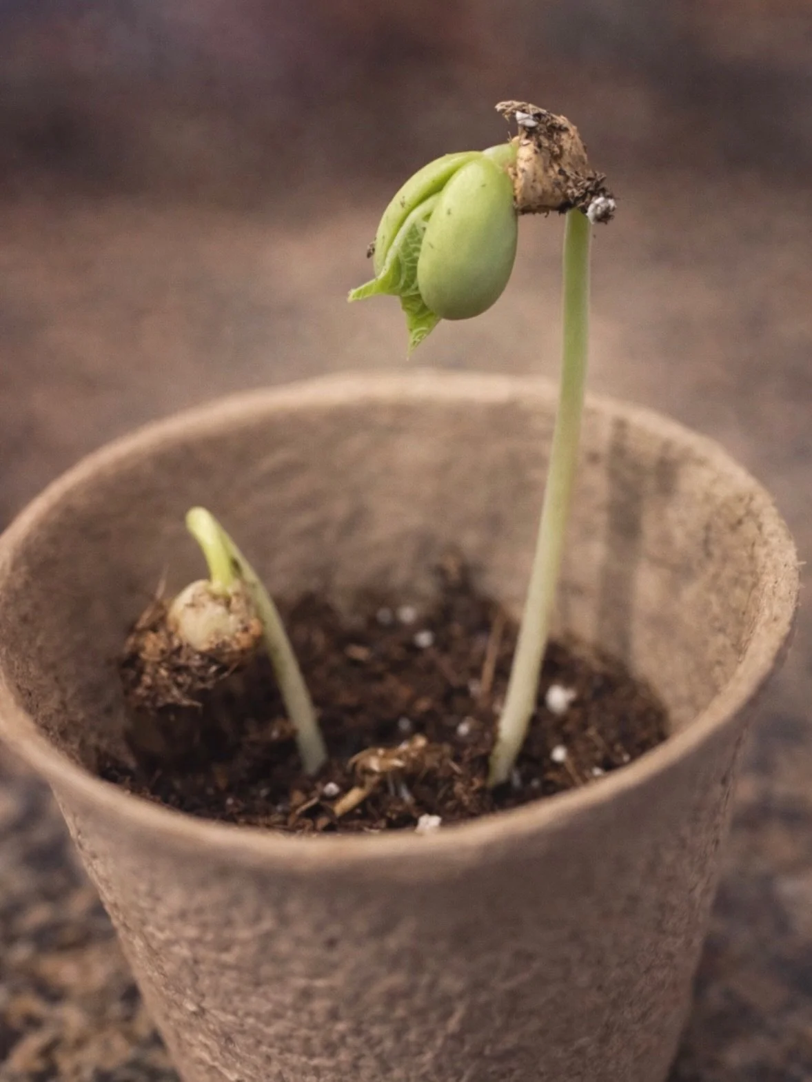 One week ago, small hands pressed seeds into the soil. Today they&rsquo;re reaching for the light.

Beans. Peas. Same care, same space.
Each growing in their own way, in their own time.

There&rsquo;s something beautiful about that.
Growth doesn&rsqu