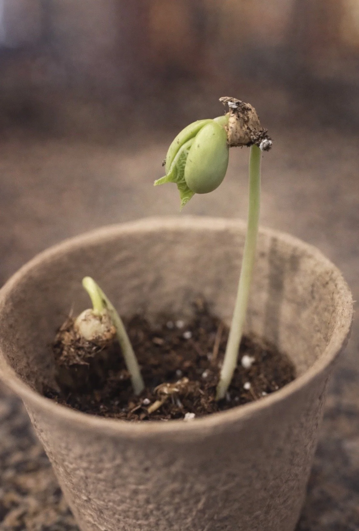 From Seed to Sprout: A Simple Guide to Growing Peas and Pinto Beans at Home