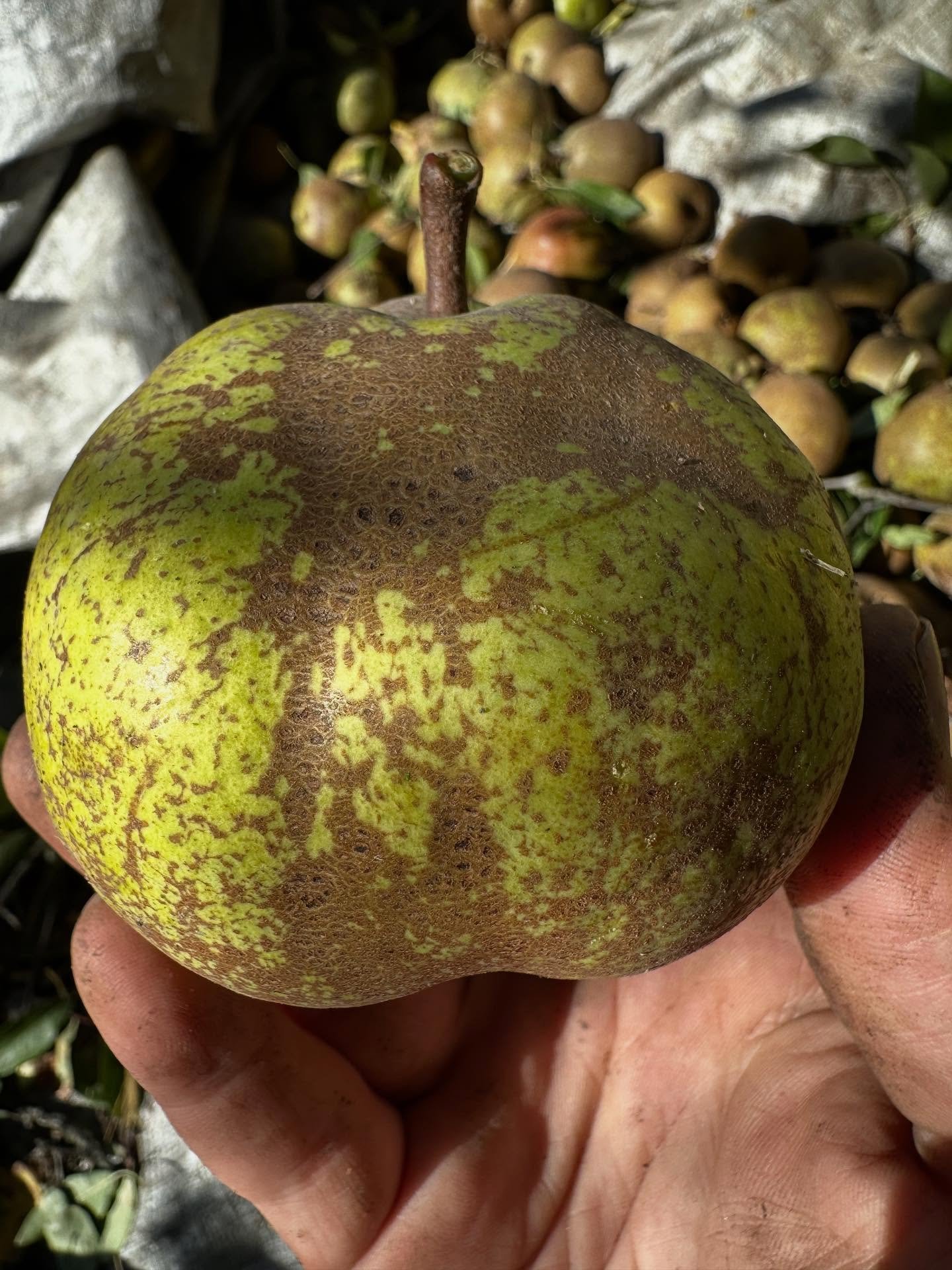 Pears for perry! We hauled about 1200 lbs of these babies out of the hills today. Not so many of those tiny ones, but I might clone that tree, because the flavor is really something! #perry #pears #cider #hardcider #pnwcider #wallawalla #wallawallawi