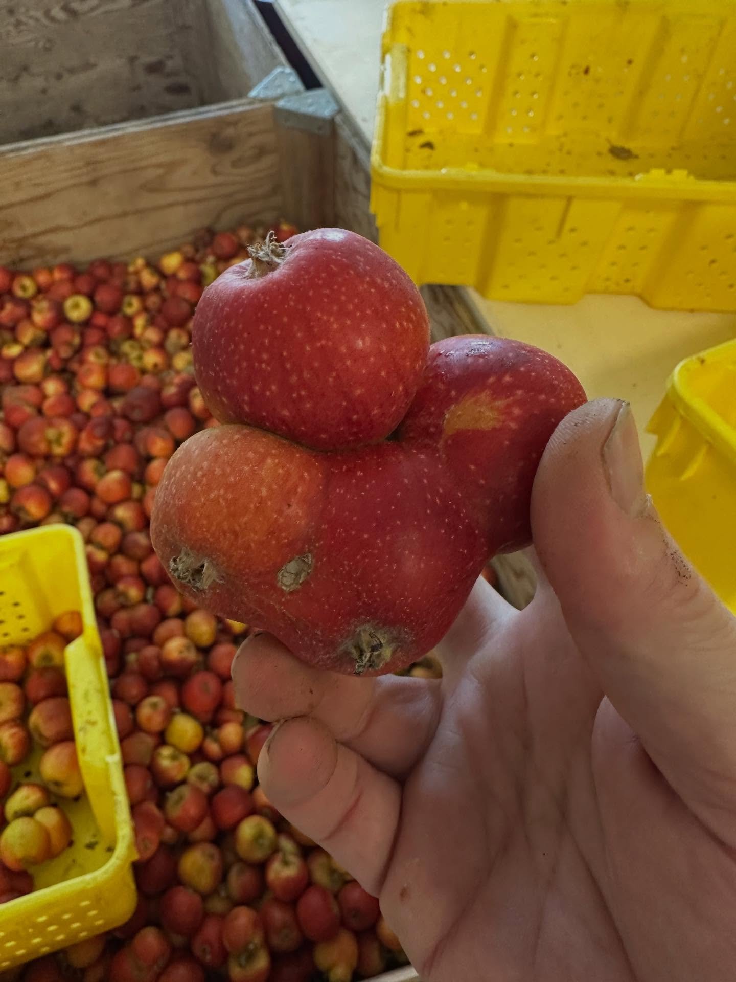 Porter&rsquo;s Perfection, doing it&rsquo;s fasciation thing. 😄 Thank you to @warrenorchards