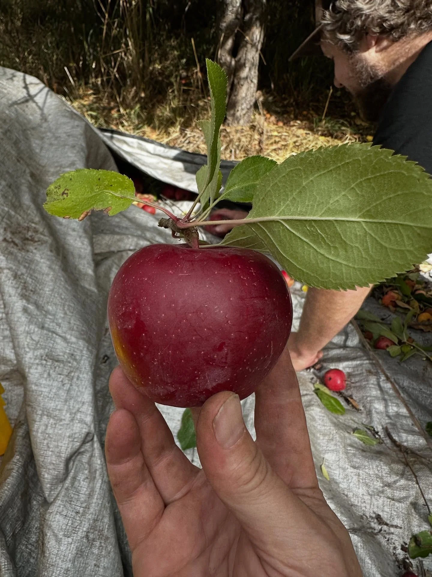 Just a few apple shots from an excellent day of harvesting at The Dedloff Estates orchard. This orchard suffered a fire two years ago, and we lost a few trees, but many have bounced back nicely. A sincere thank you to @steven_dedloff and family.
