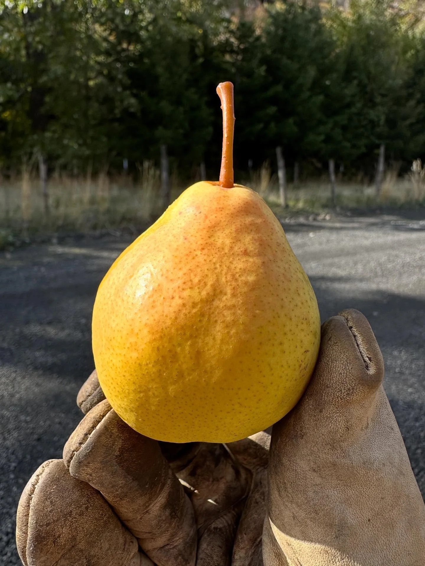 Pears pears pears. There will be Perry in 2026. Those stacks in the truck are three deep, the weight of which is probably pretty close to the maximum for a gentleman-class Silverado, aged 20 years. 😅