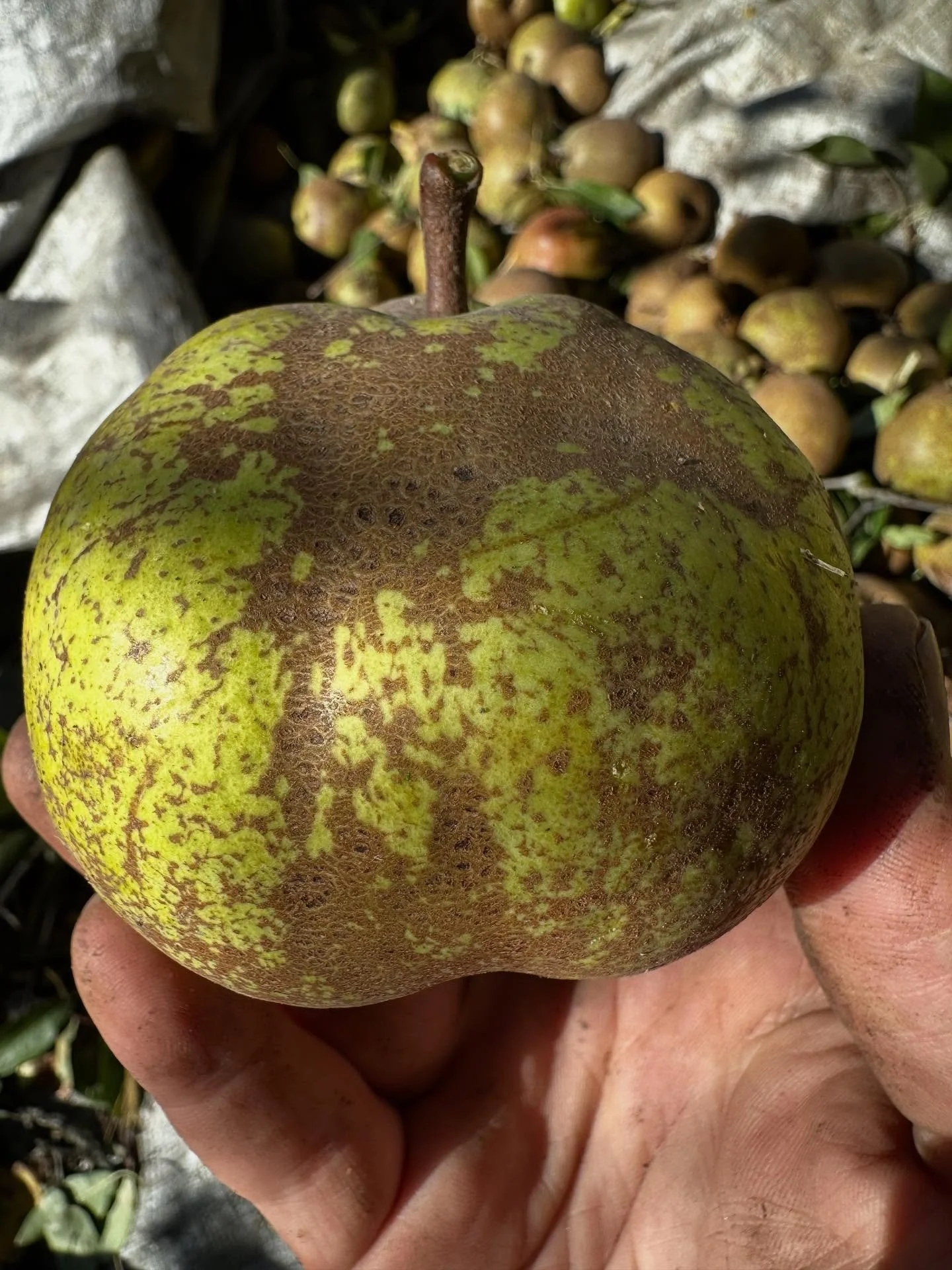 Pears for perry! We hauled about 1200 lbs of these babies out of the hills today. Not so many of those tiny ones, but I might clone that tree, because the flavor is really something! #perry #pears #cider #hardcider #pnwcider #wallawalla #wallawallawi