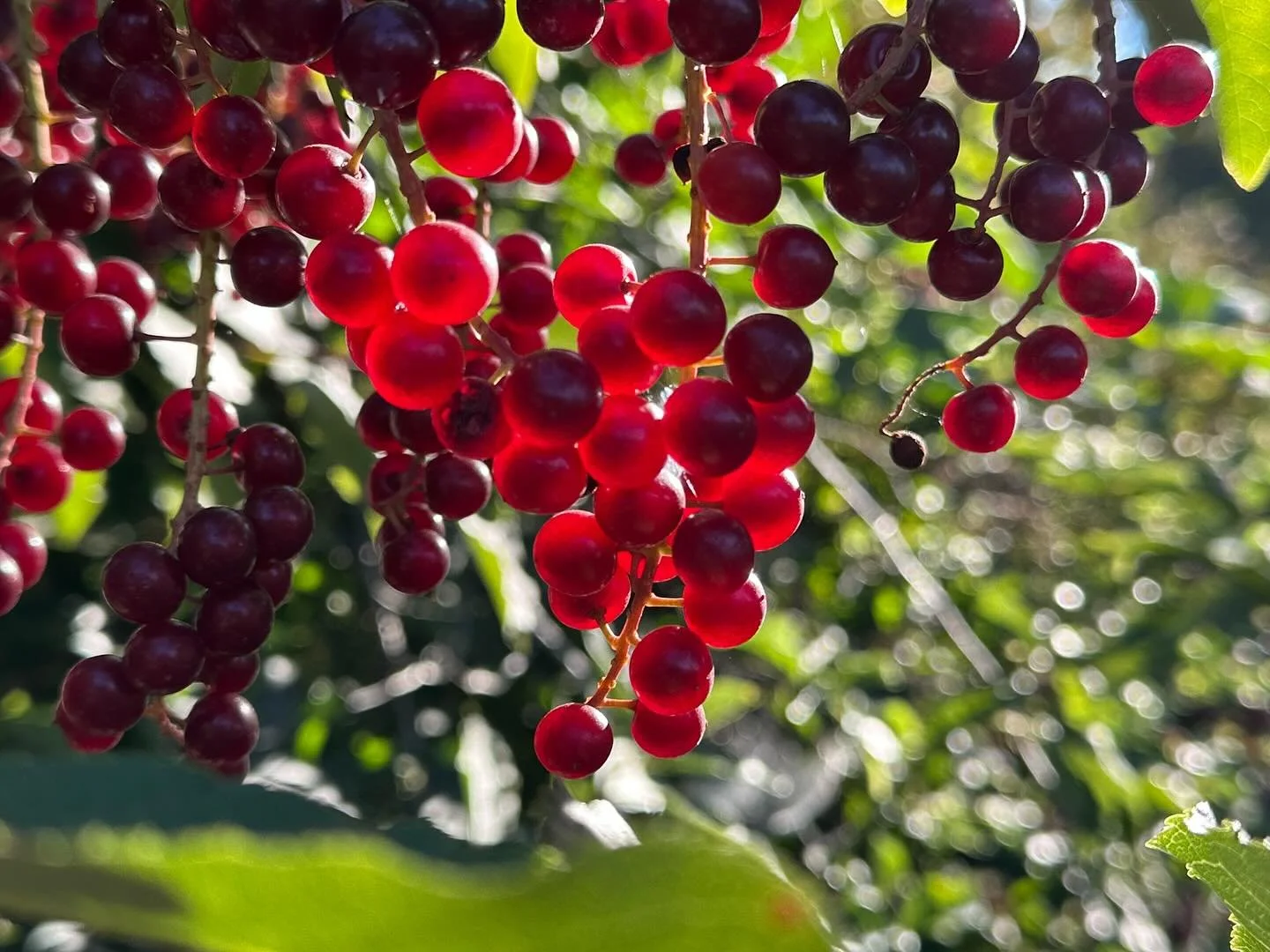 Choke cherry things and co-ferment dreams.
