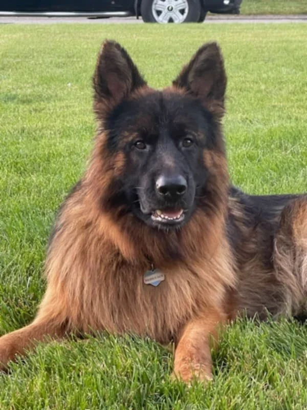 A fluffy German Shepherd dog lying on a grassy field with a black car in the background.