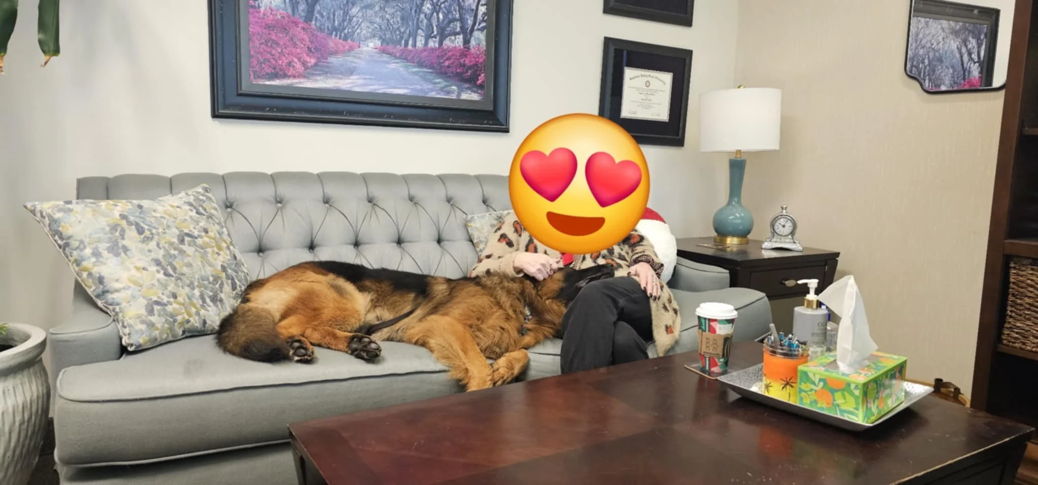 Person sitting on a light gray couch with two German Shepherd dogs, one lying near their feet and the other resting on the person's lap, with a large heart-eyes emoji covering their face in a cozy room with a framed scenic photo, a nightstand with a lamp, clock, and framed diploma, a dark wooden table with a tissue box, sanitizer, and a coffee cup.