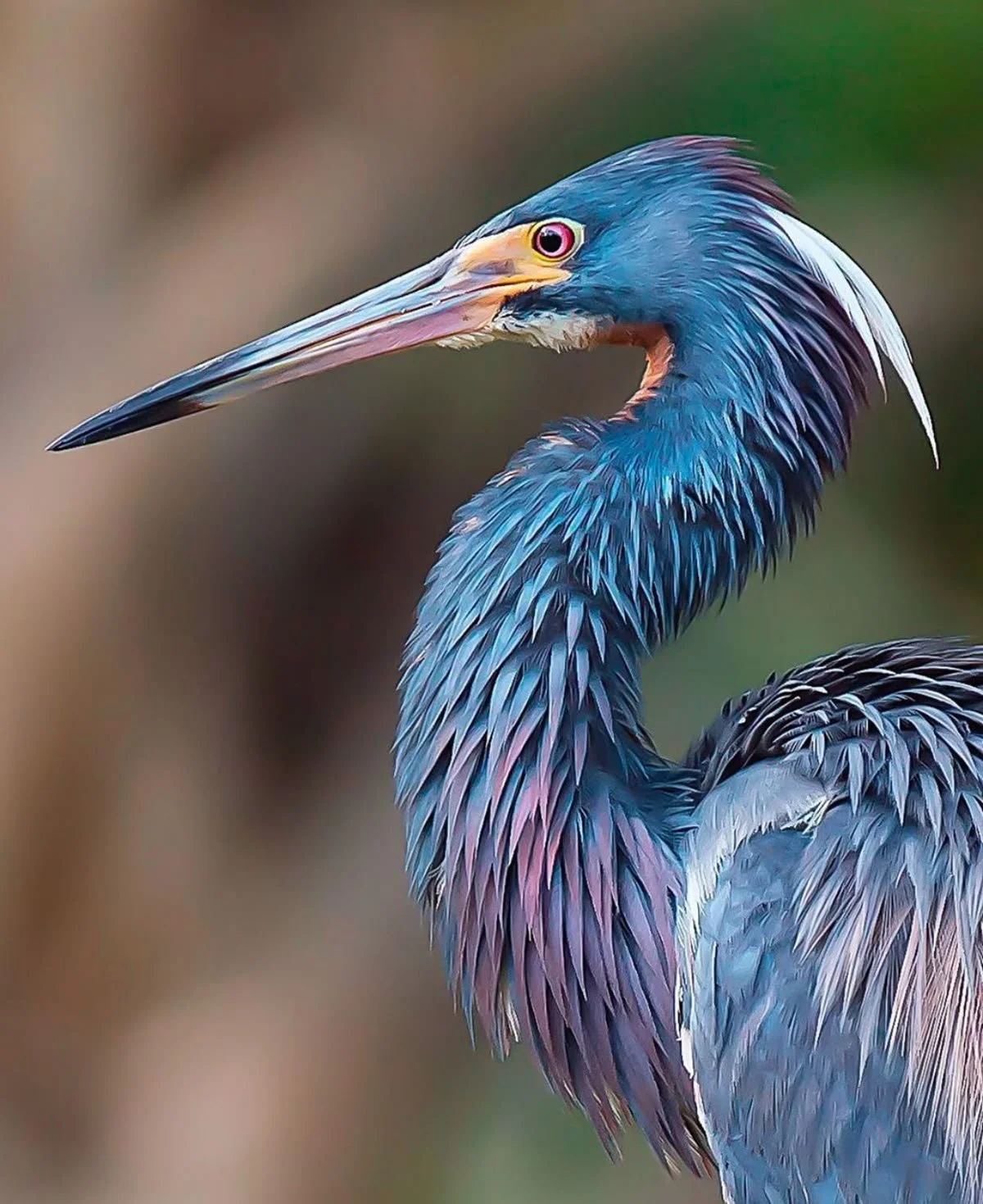 Advanced Cardiometabolic Biomarkers