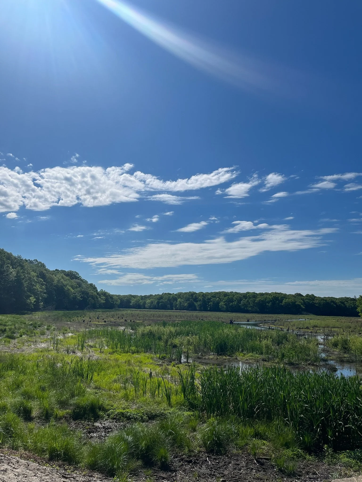 Green field with water puddles and blue sky