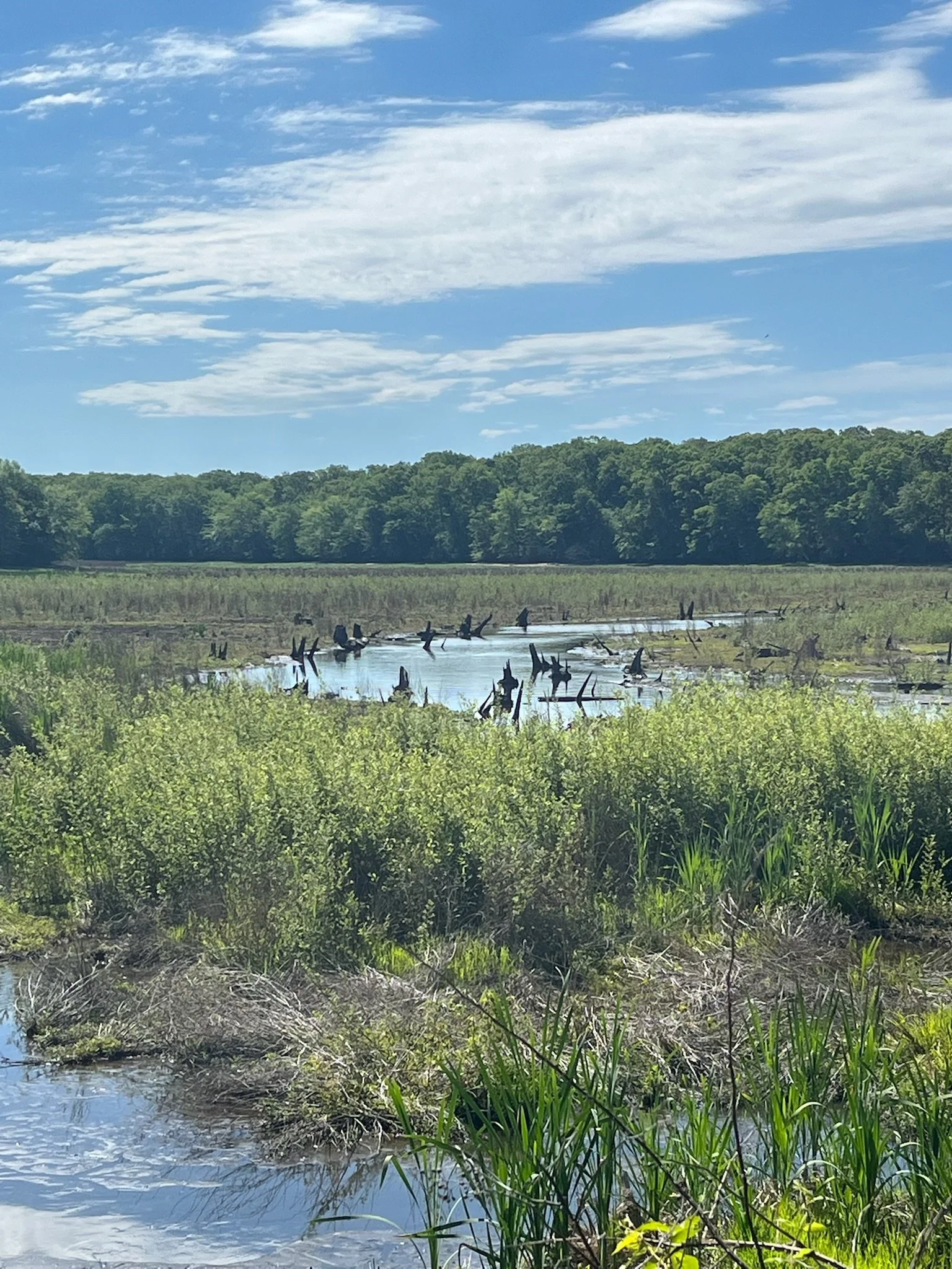 Watery green field with blue sky